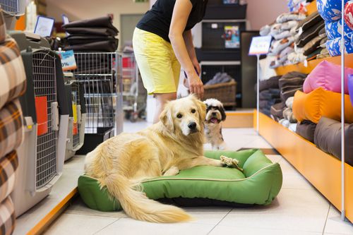 Petco vs. PetSmart