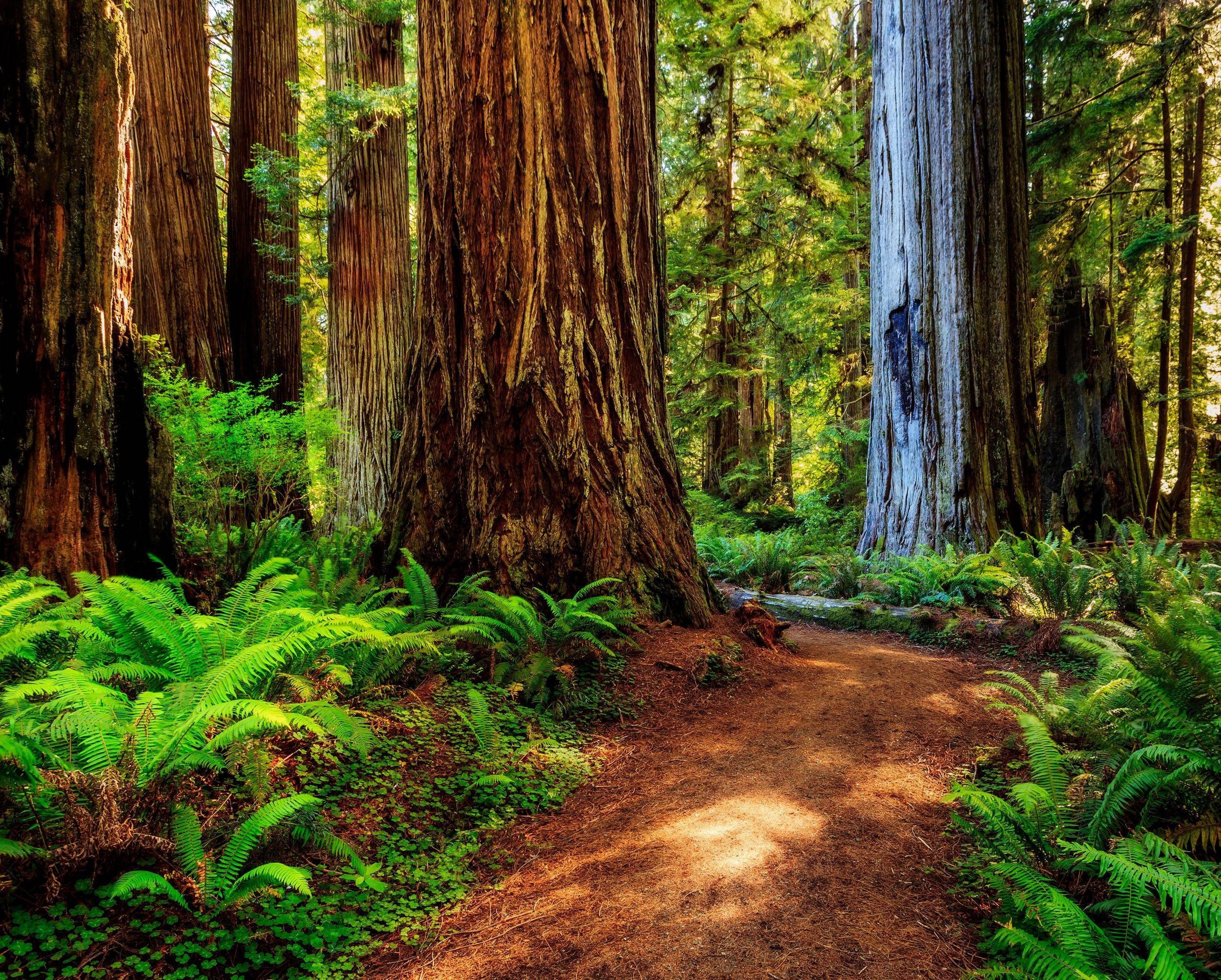 TALL TREES GROVE, REDWOOD NATIONAL PARK, CALIFORNIA