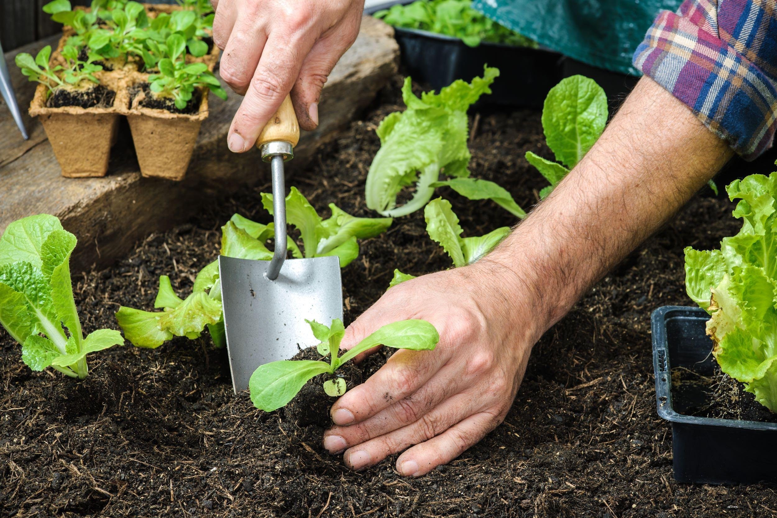 TYPES OF PLANTS
