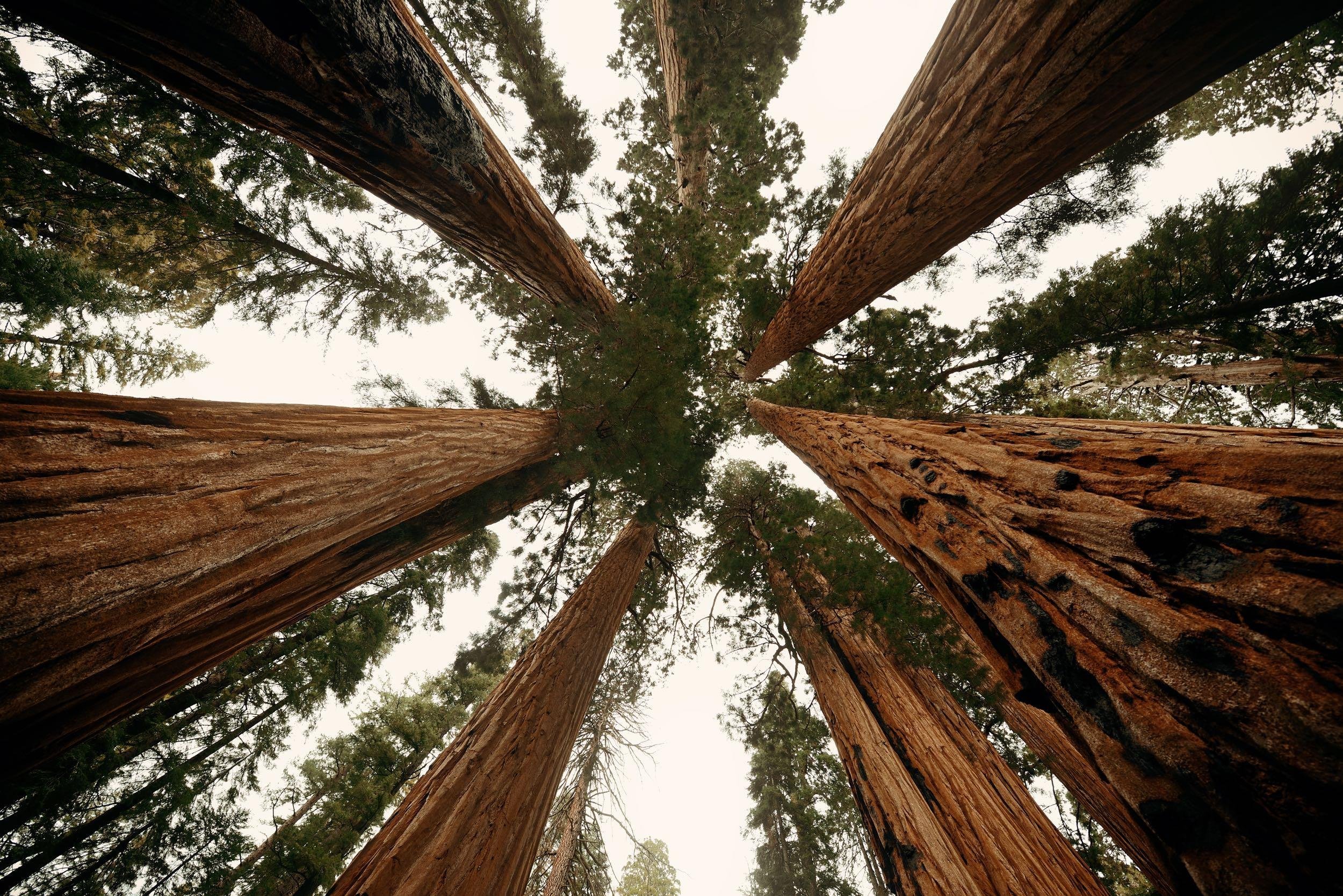 CALIFORNIA: $12-$22/NIGHT