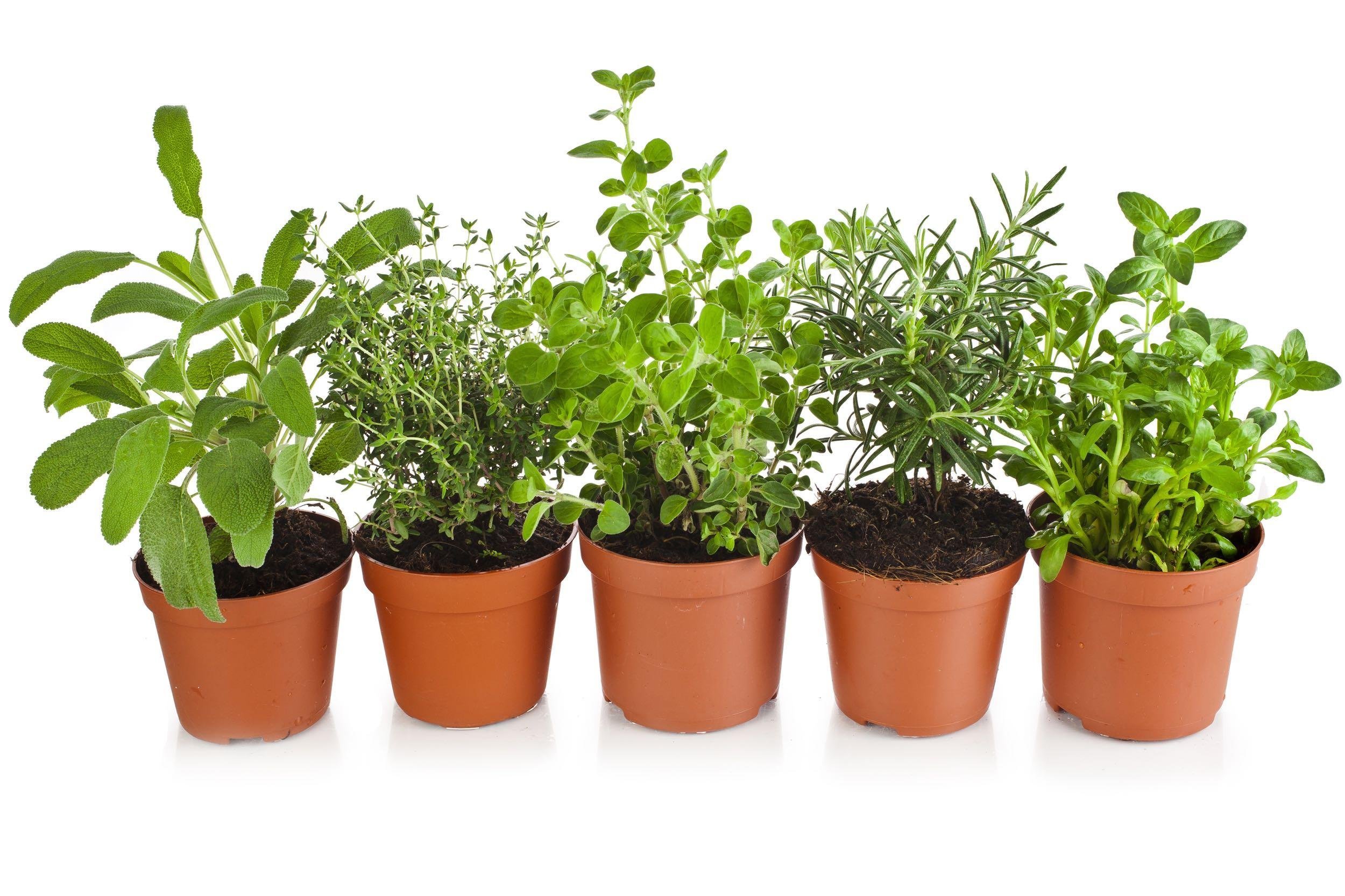 WHAT TO PLANT