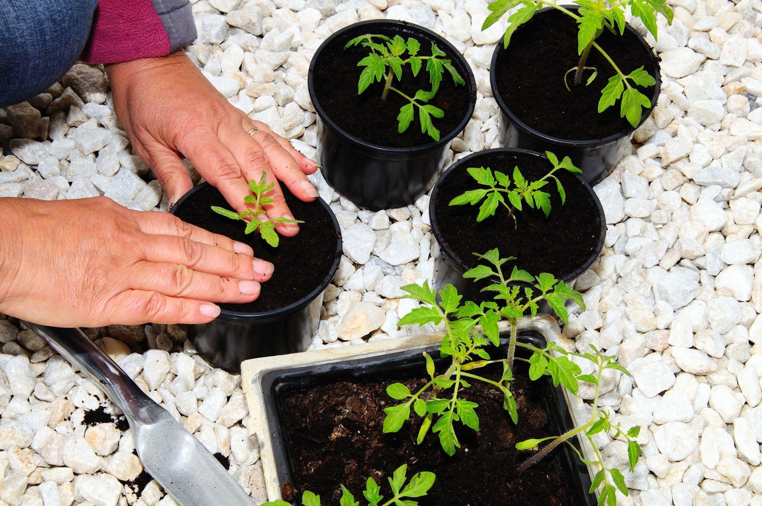 TRANSPLANTING
