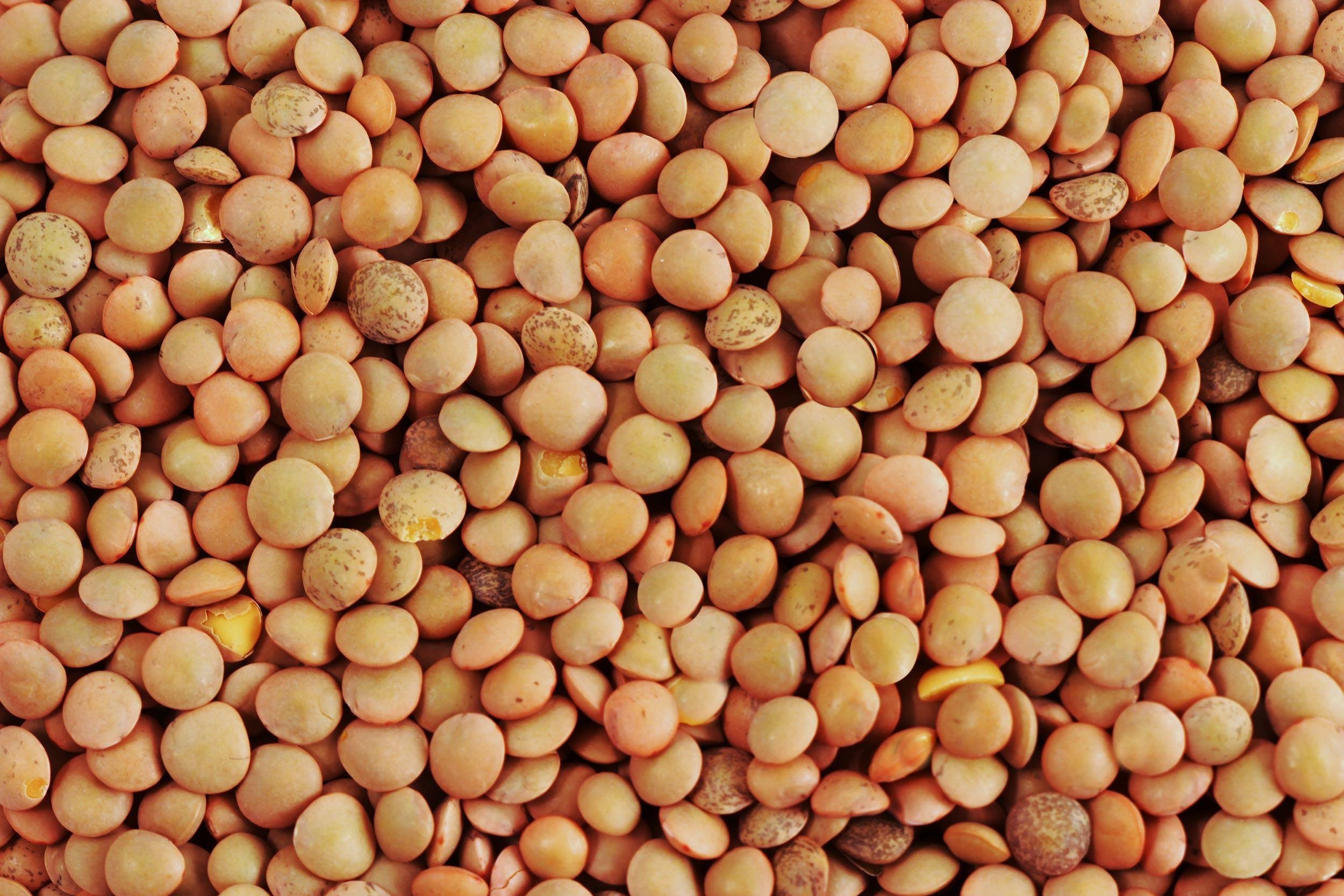 LENTILS