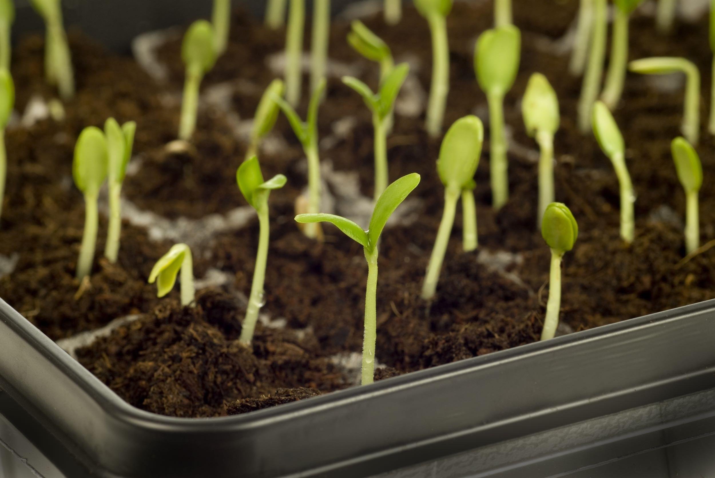 GROW FROM SEED