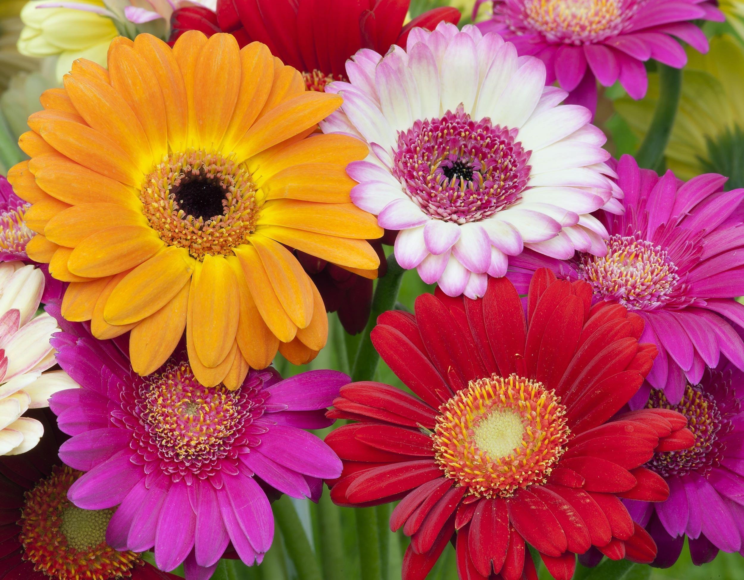 PICK THE FLOWERS