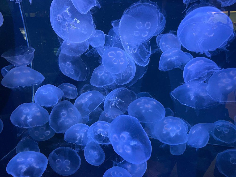 Cabrillo Marine Aquarium, San Pedro, California