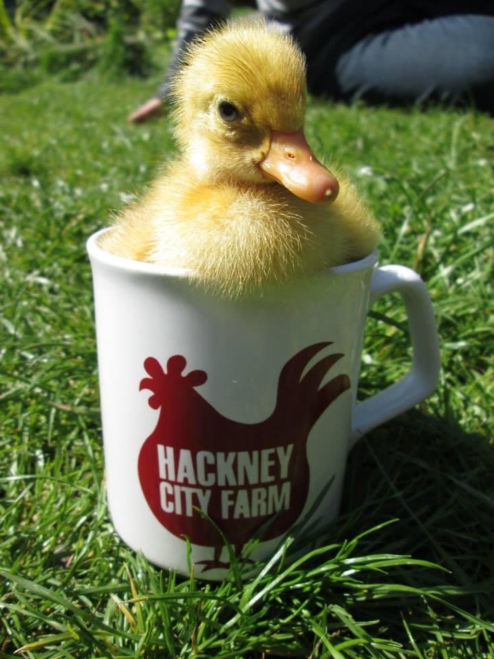 HACKNEY CITY FARM