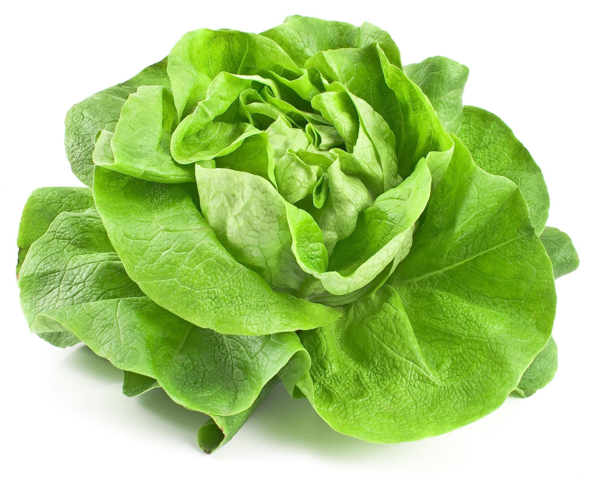 LETTUCE