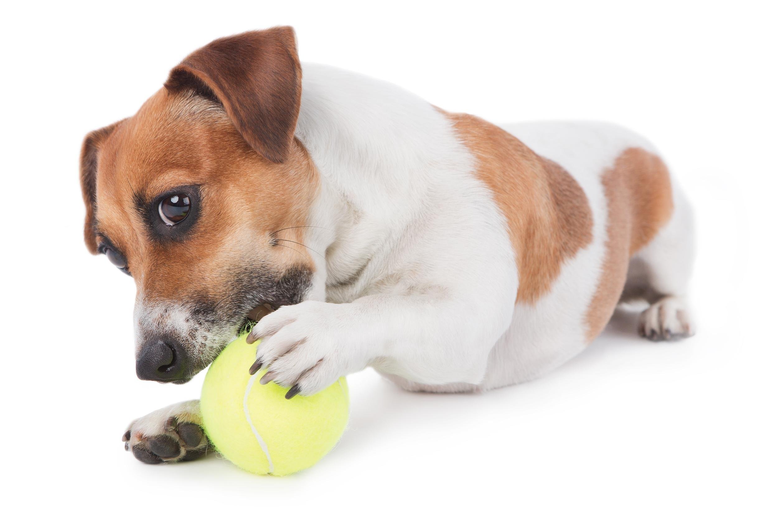 TENNIS BALL TREAT