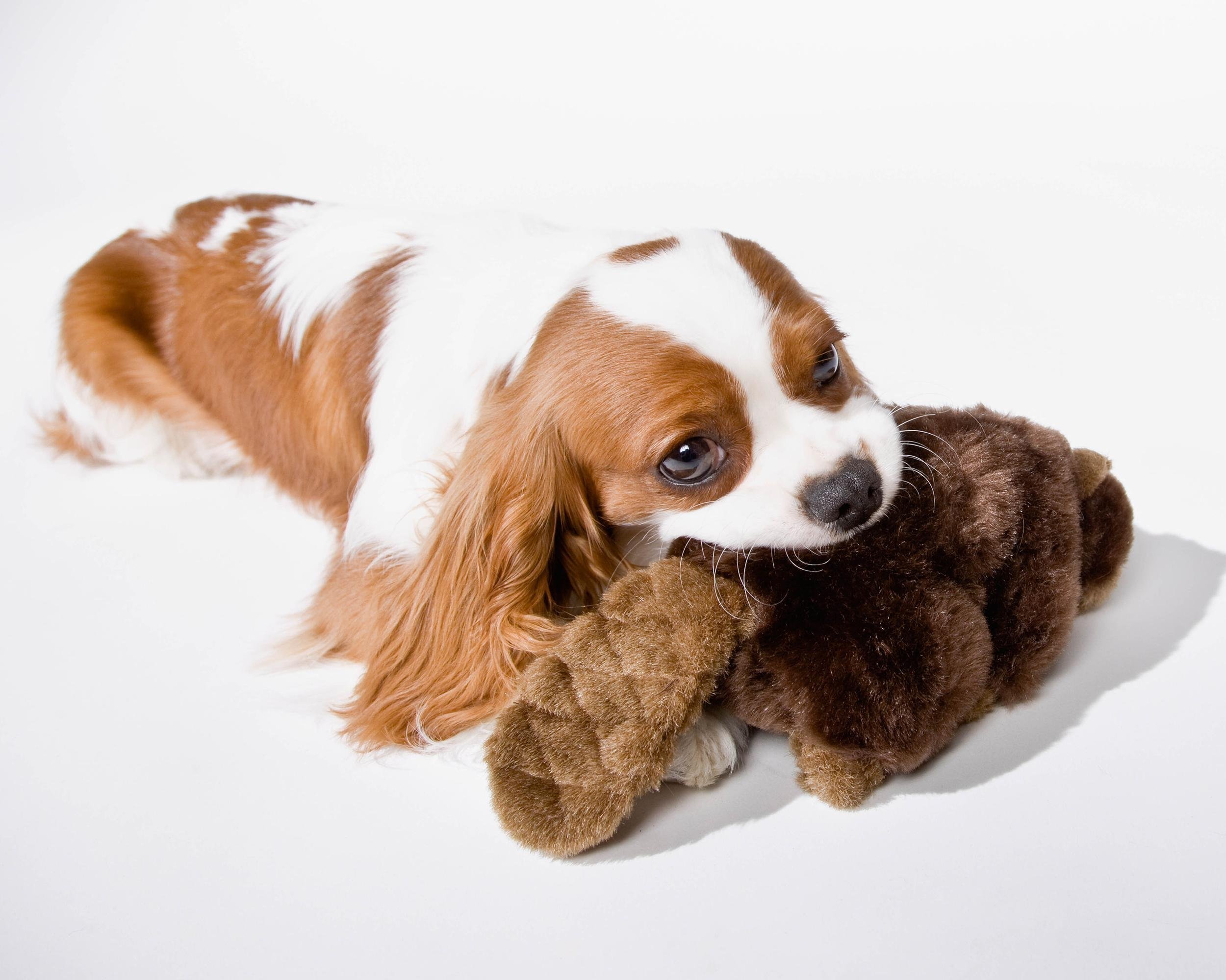 STUFFED ANIMAL