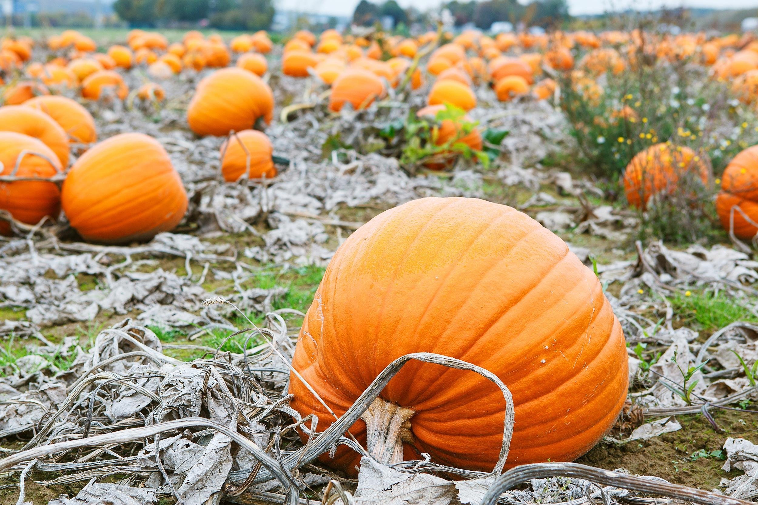 TAKE A TRIP TO A PUMPKIN PATCH