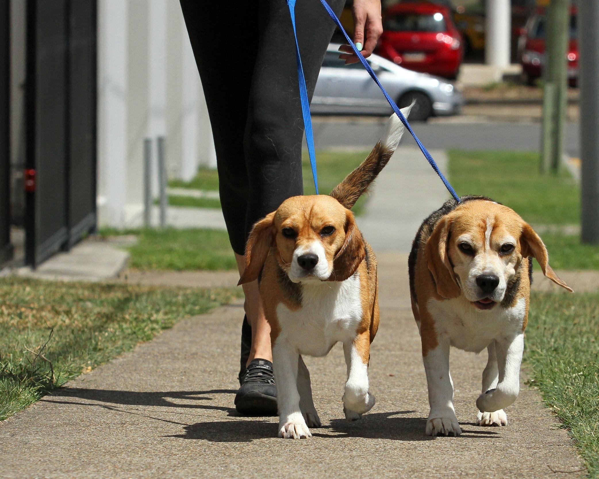 DOG WALKER