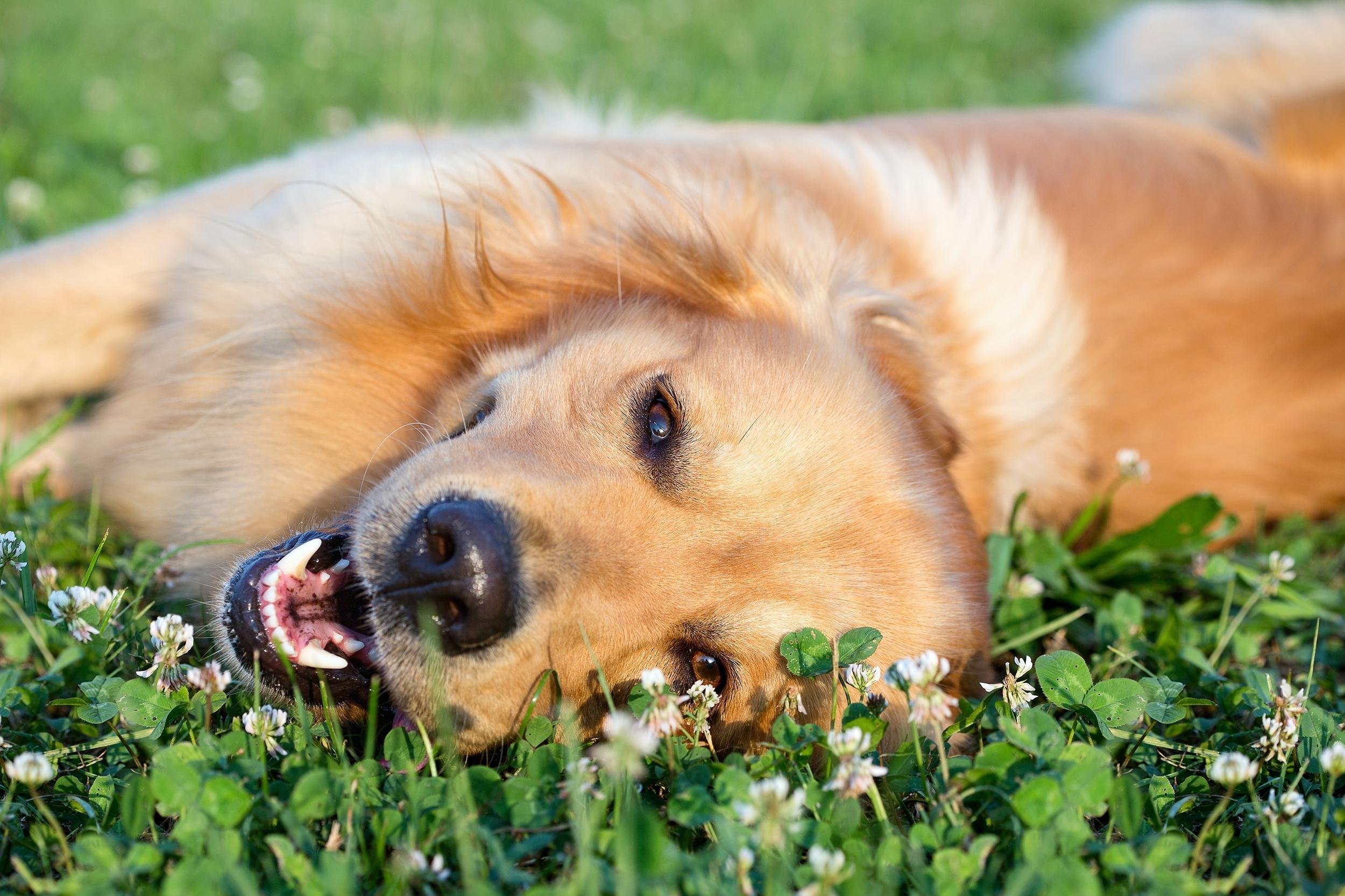 CHOOSING A DOG