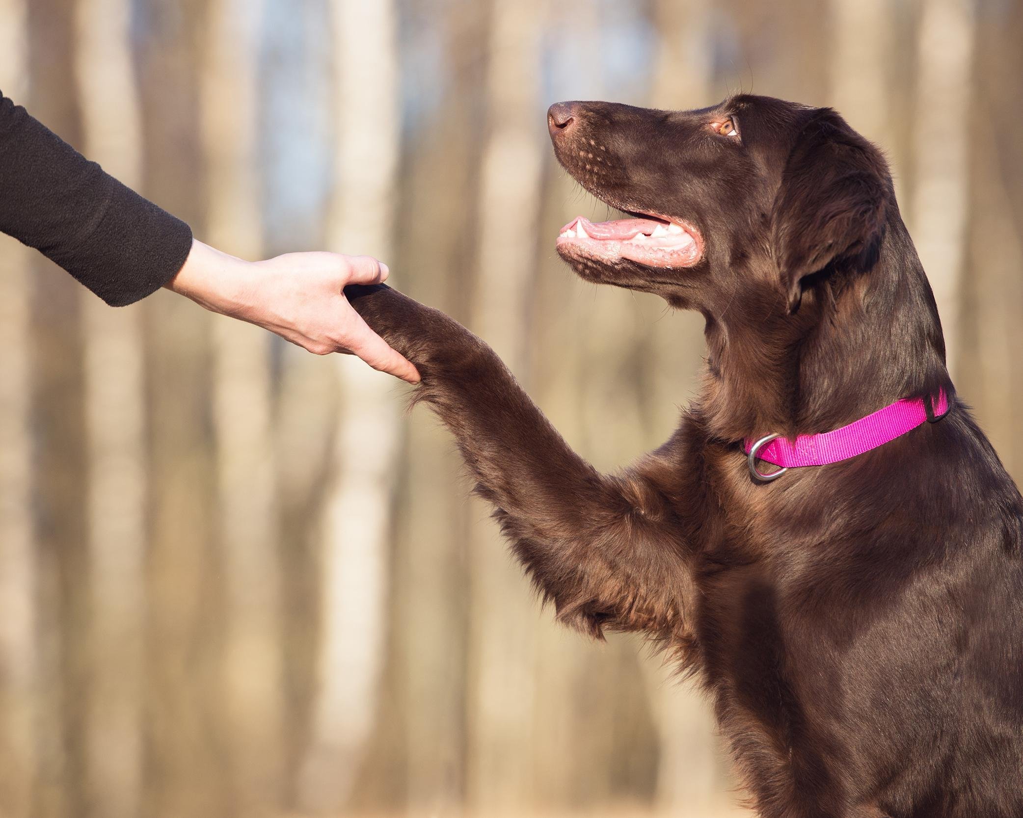 OBEDIENCE TRAINING