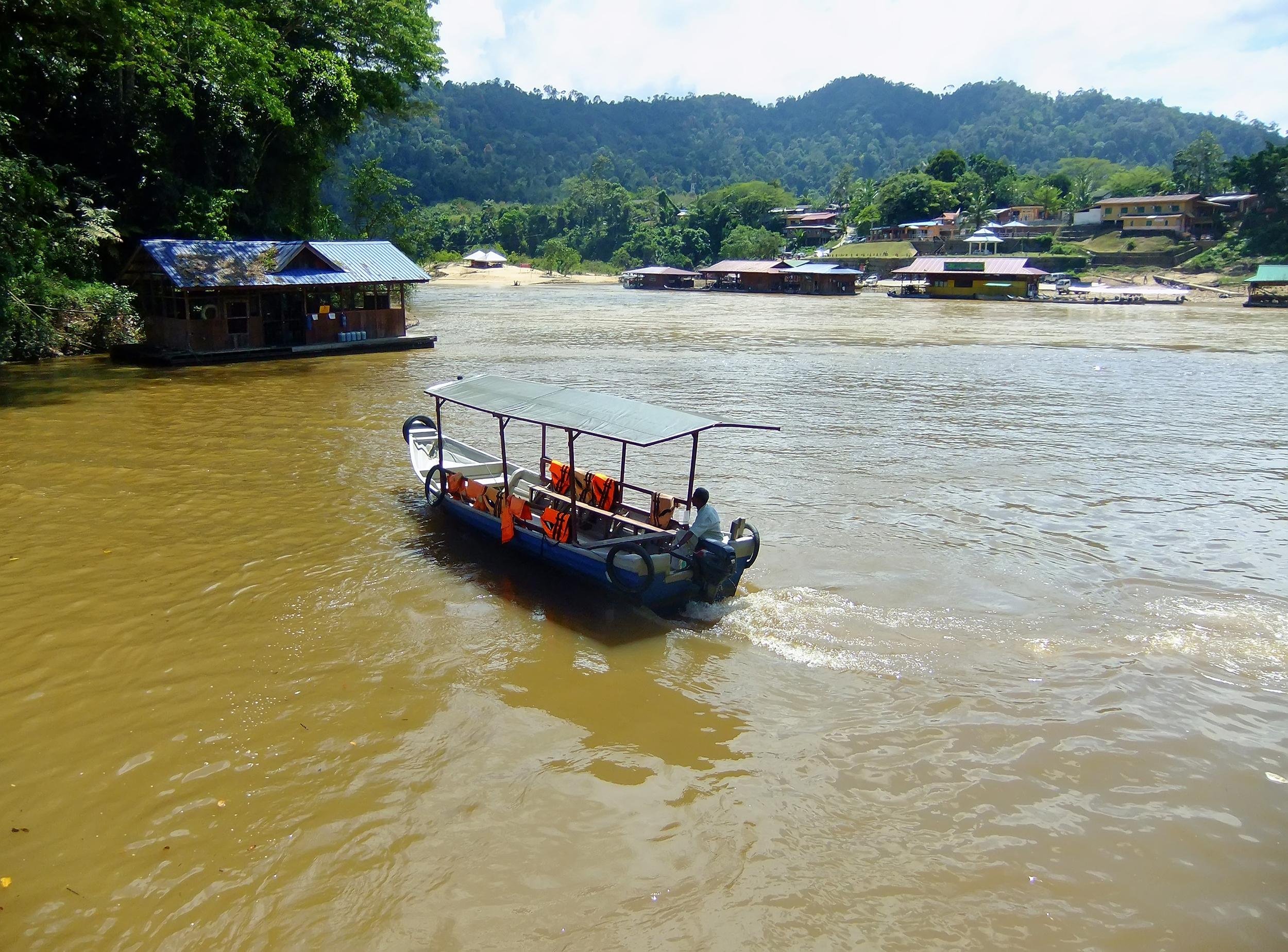 BOAT WITH BUFFALOS IN THE MALAYSIAN JUNGLE