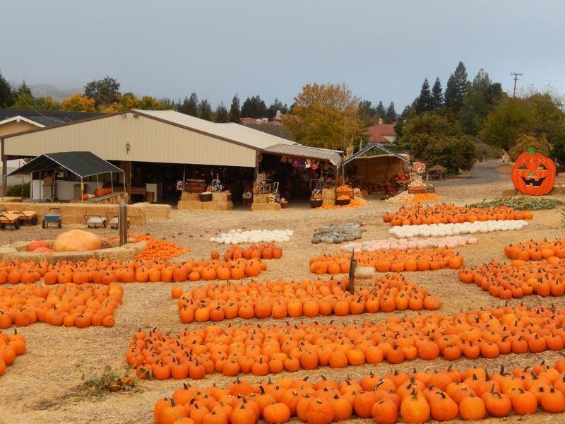 CLAYTON PUMPKIN FARM, CLAYTON, CALIFORNIA