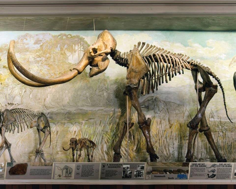 NEBRASKA: UNIVERSITY OF NEBRASKA STATE MUSEUM