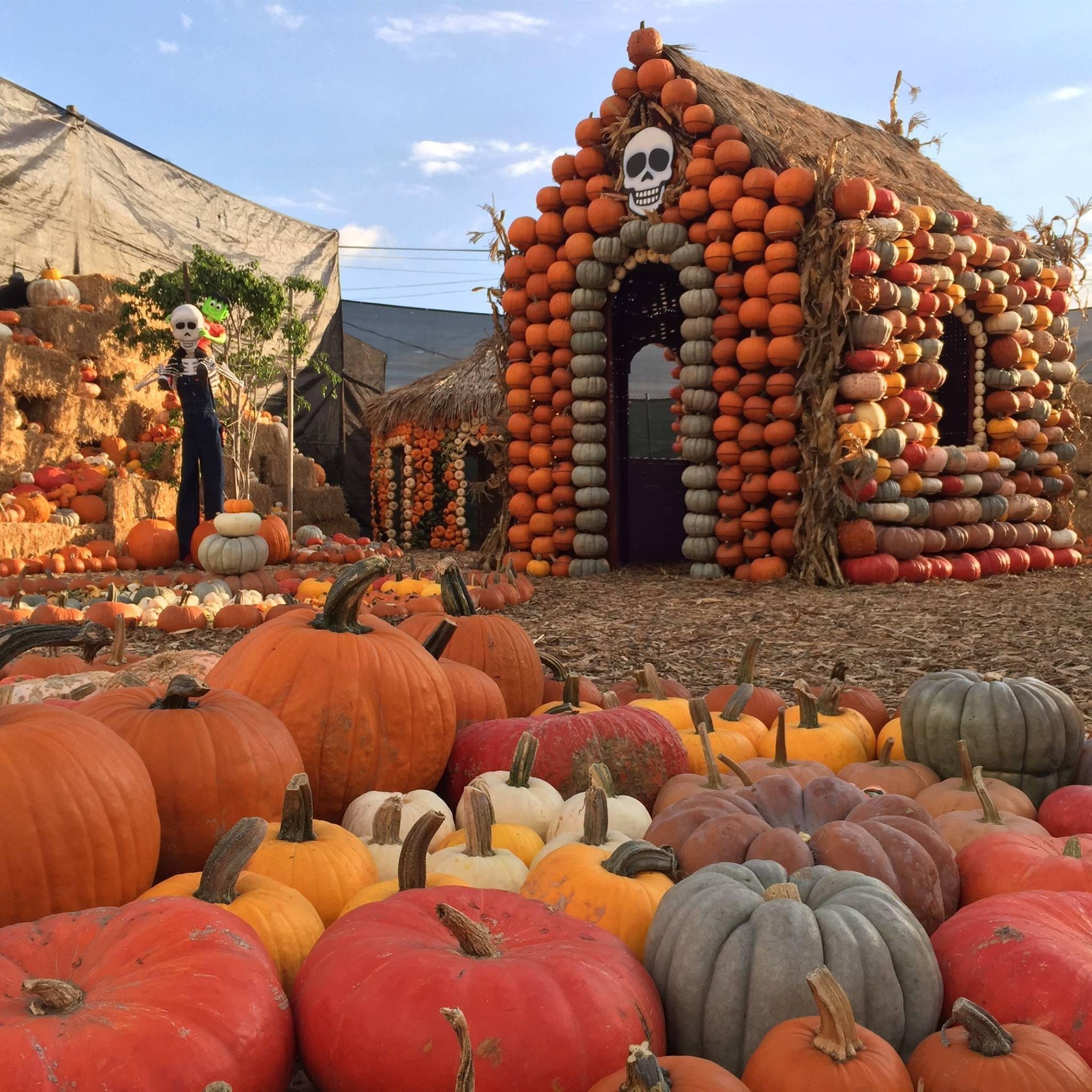 MR. BONES PUMPKIN PATCH, LOS ANGELES