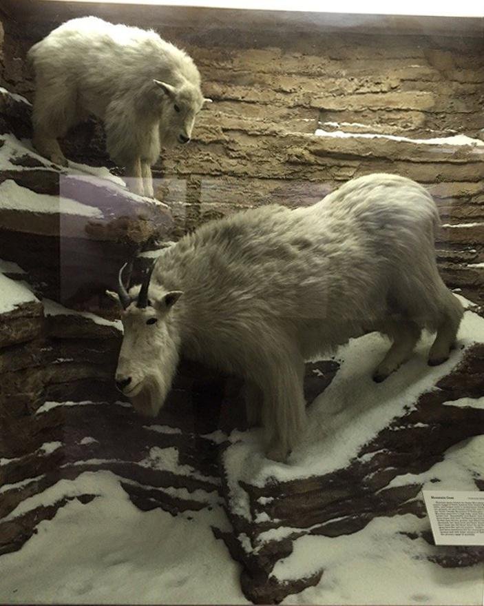 IOWA: UNIVERSITY OF IOWA MUSEUM OF NATURAL HISTORY