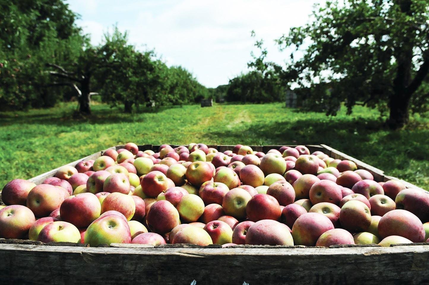 APPLECREST FARM ORCHARDS, HAMPTON FALLS, NEW HAMPSHIRE