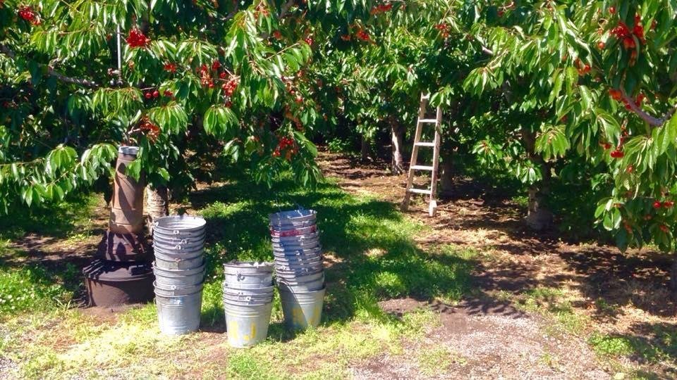 JOHNSON ORCHARDS, YAKIMA, WASHINGTON