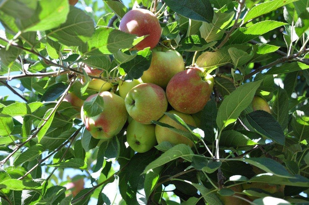 APPLEWOOD ORCHARDS, WARWICK, NEW YORK