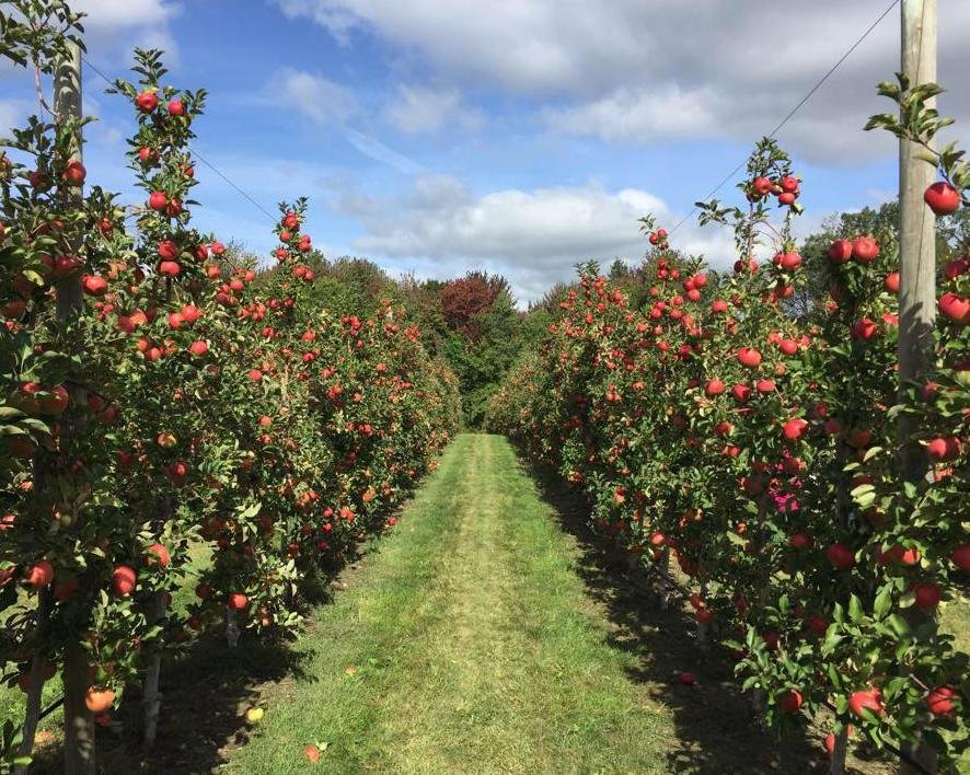 TOUGAS FAMILY FARM, NORTHBOROUGH, MASSACHUSETTS