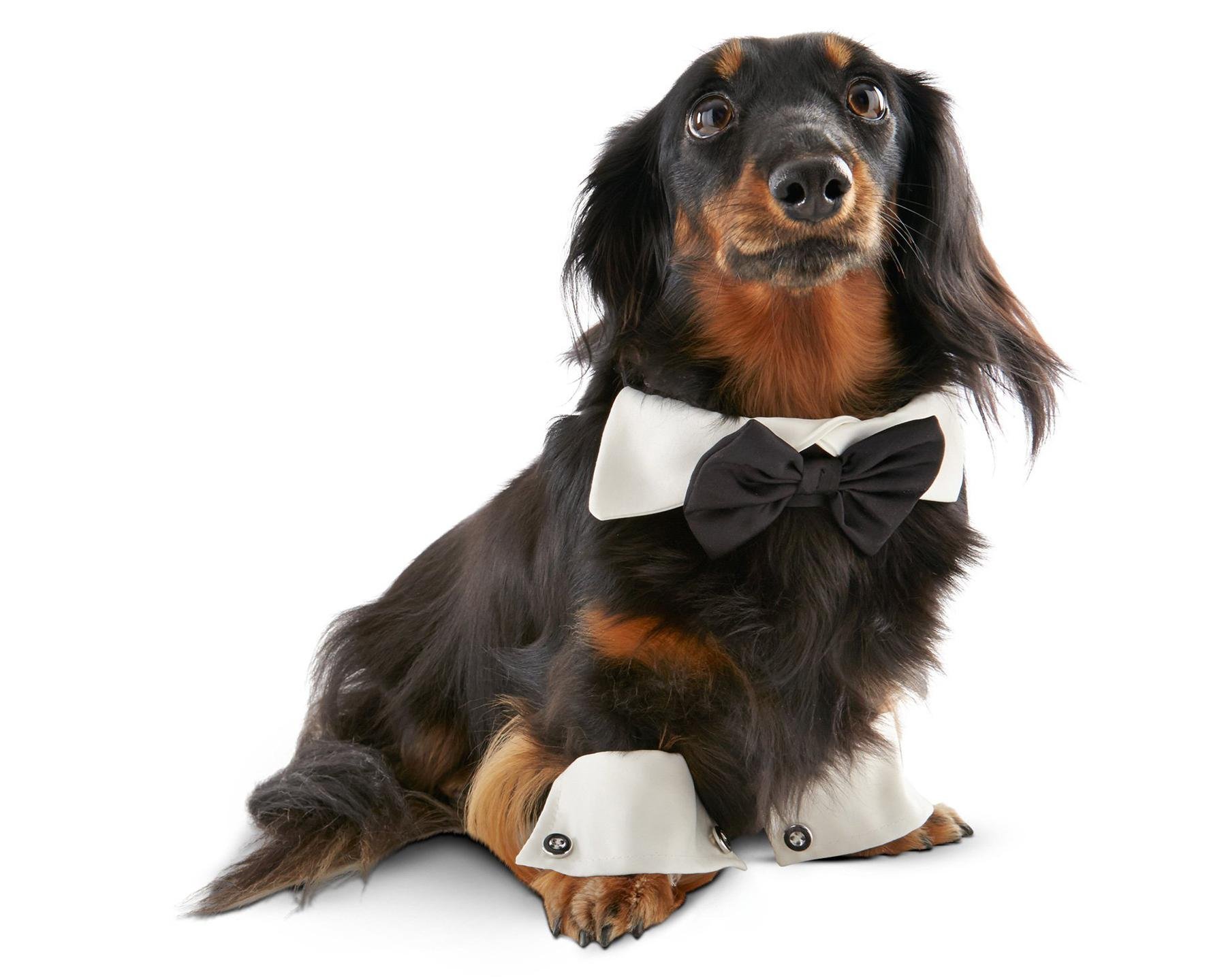 TUXEDO FOR BIG DOGS