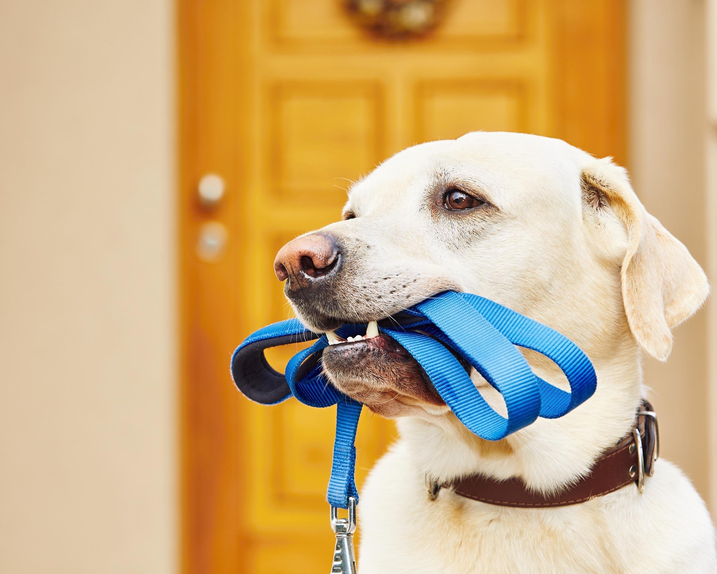 DOG WALKING/PET SITTING