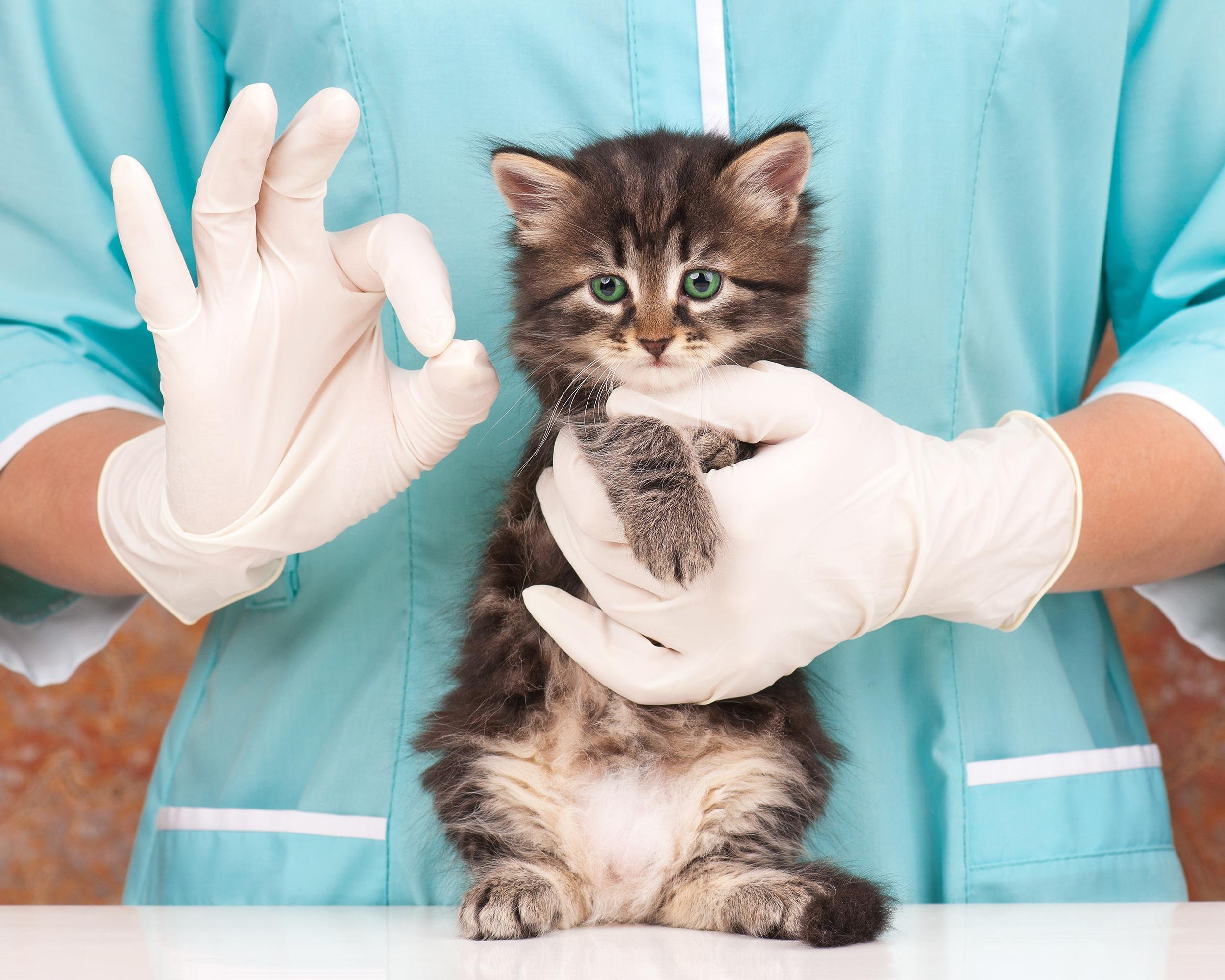 SPAY OR NEUTER YOUR ANIMAL