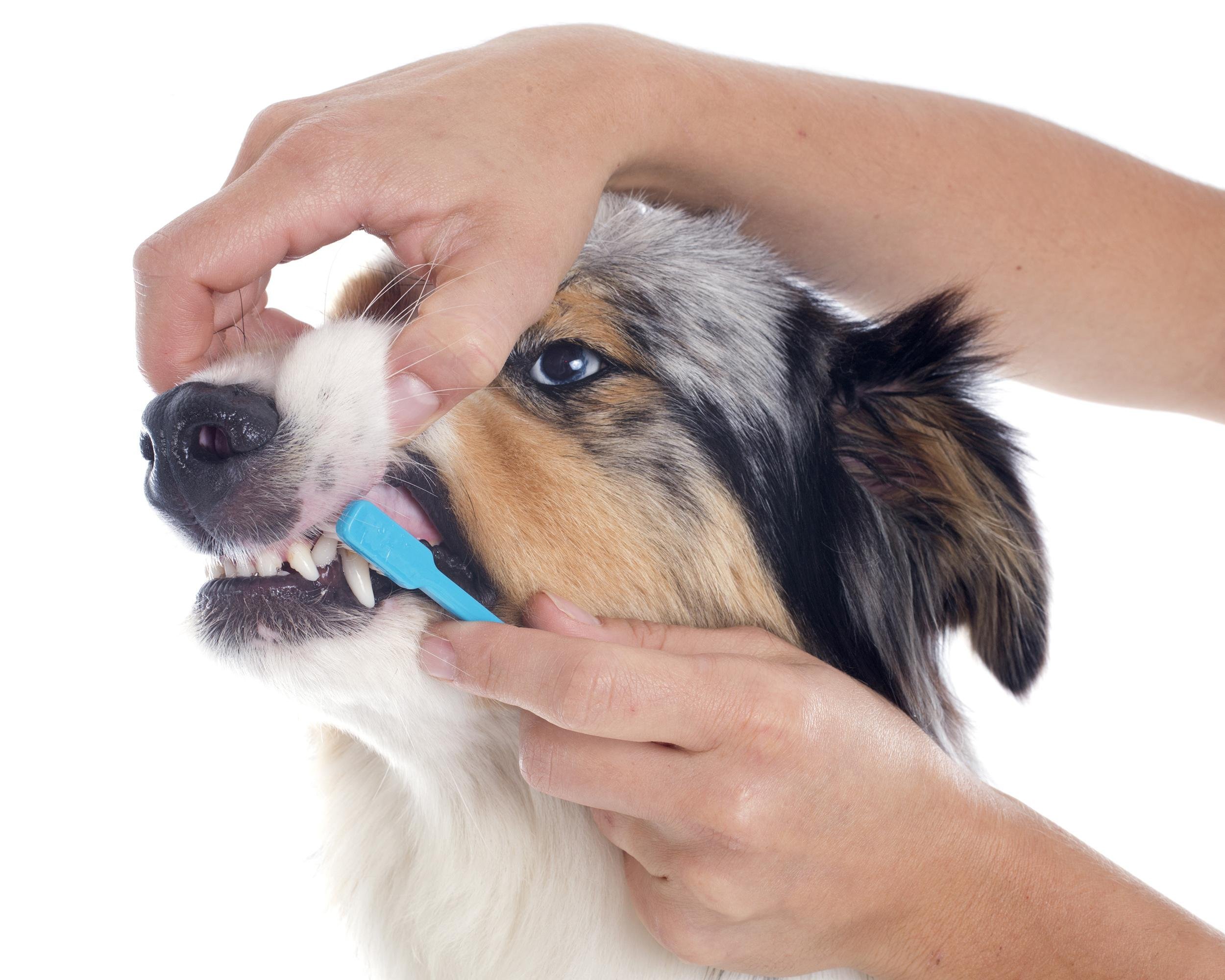 TAKE BRUSHING TEETH SERIOUSLY