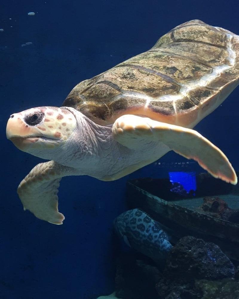 UNIVERSITY OF CALIFORNIA SAN DIEGO: BIRCH AQUARIUM