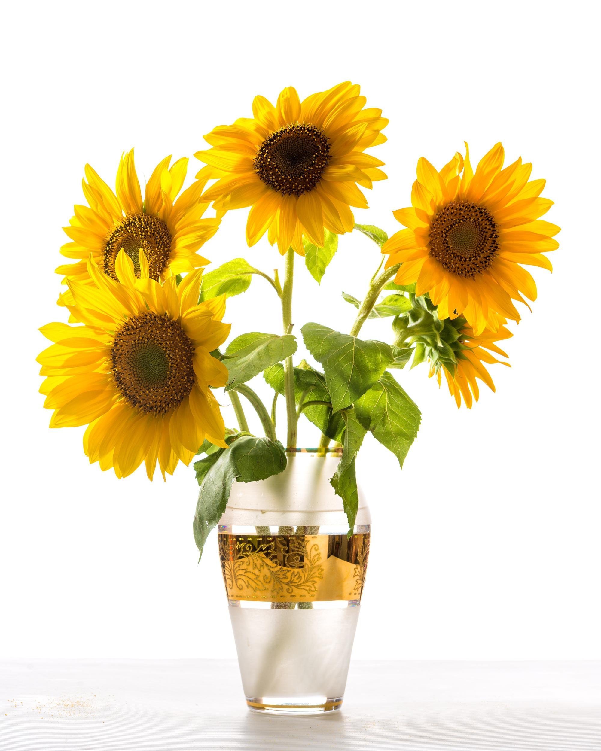 SUNFLOWERS