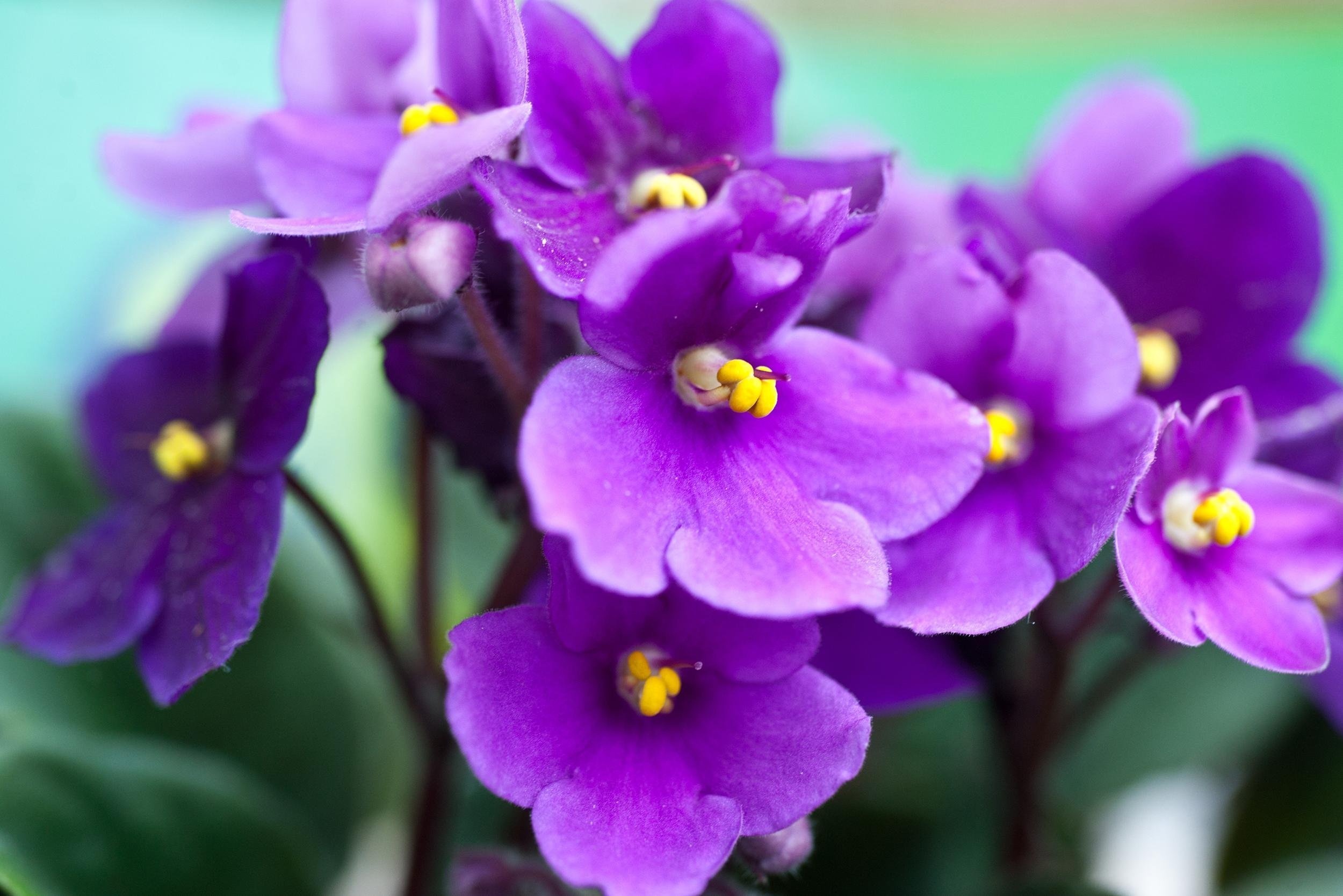 AFRICAN VIOLETS