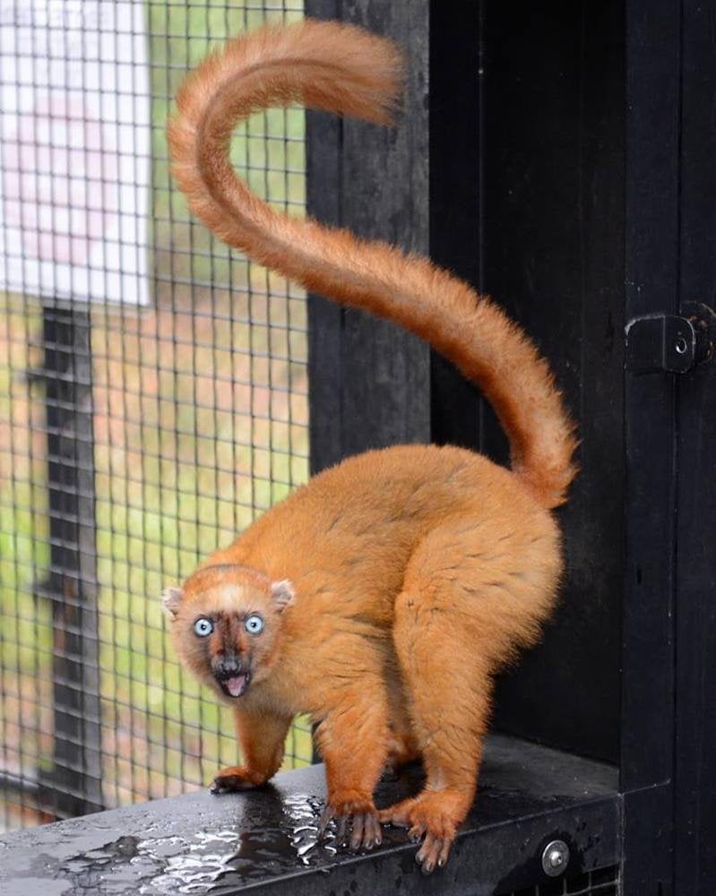 DUKE UNIVERSITY: DUKE LEMUR CENTER