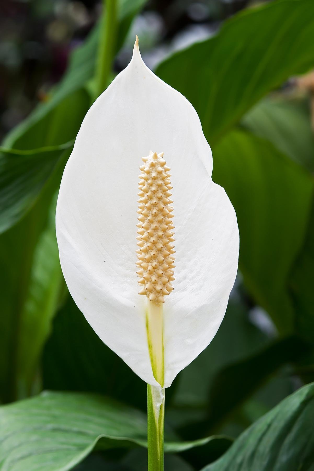 PEACE LILIES