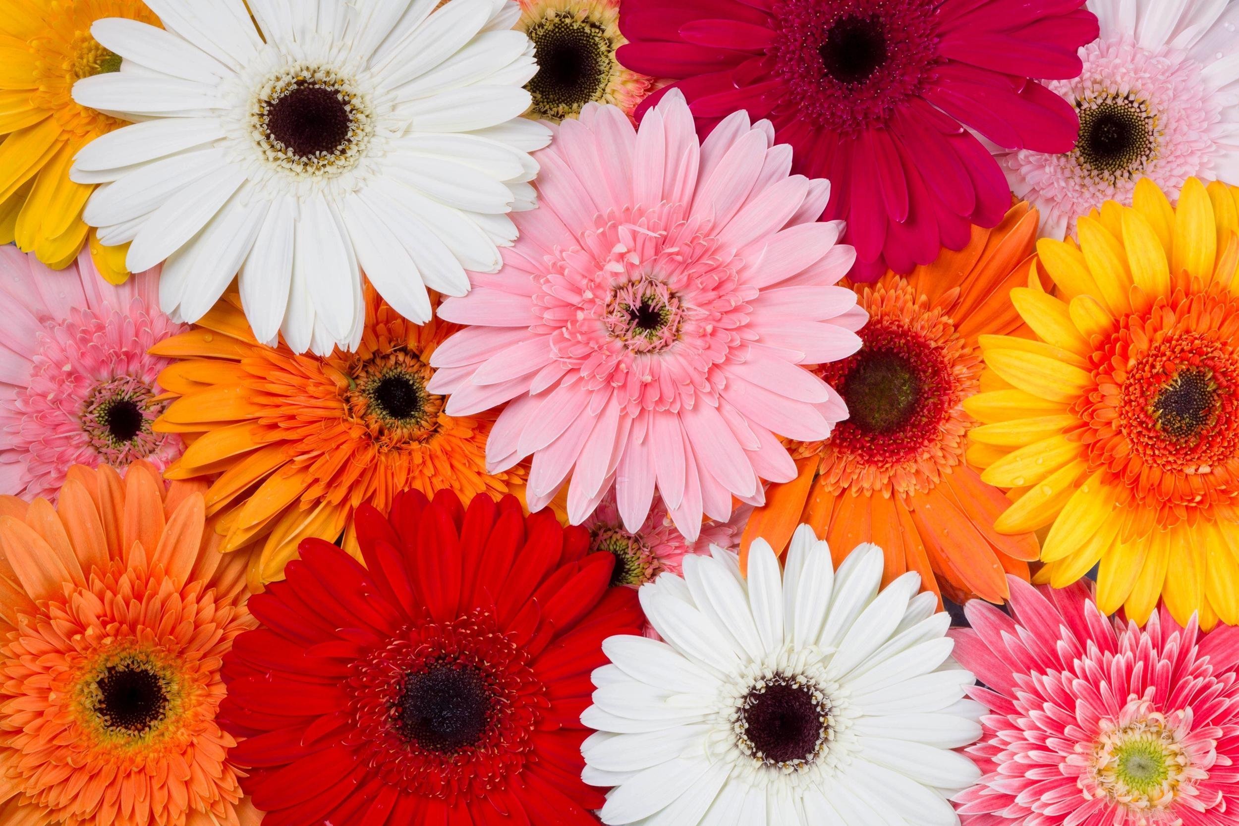 GERBERA DAISIES