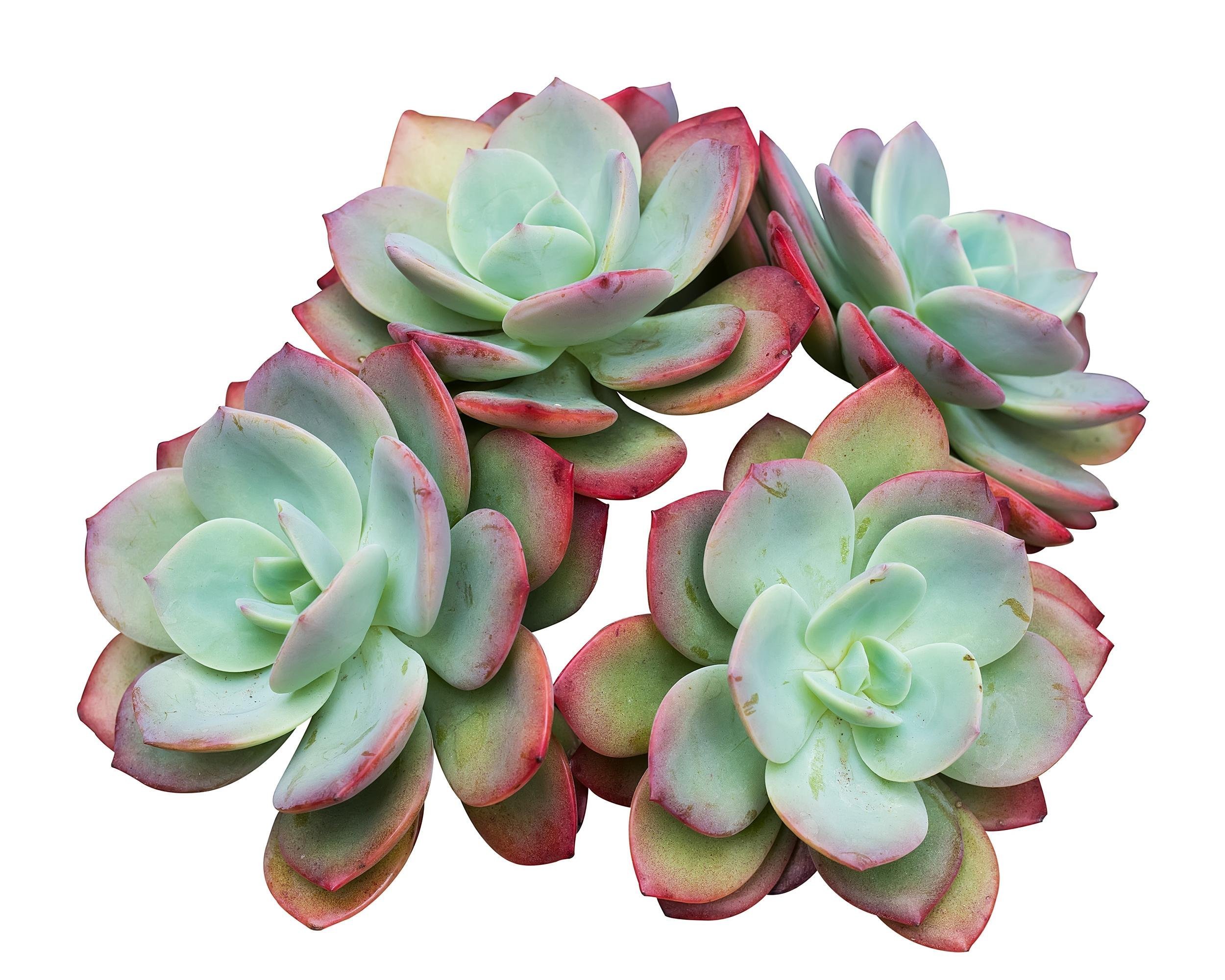 SUCCULENTS
