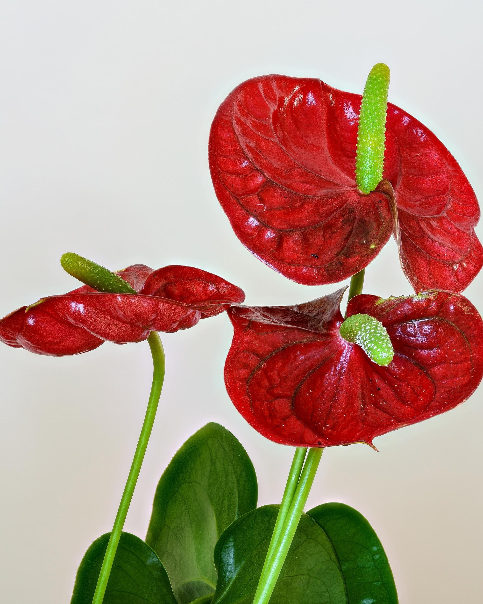 ANTHURIUMS