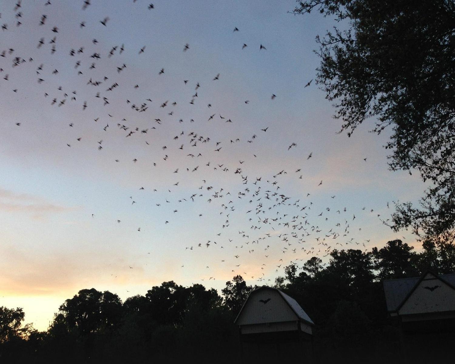 UNIVERSITY OF FLORIDA: BAT HOUSES