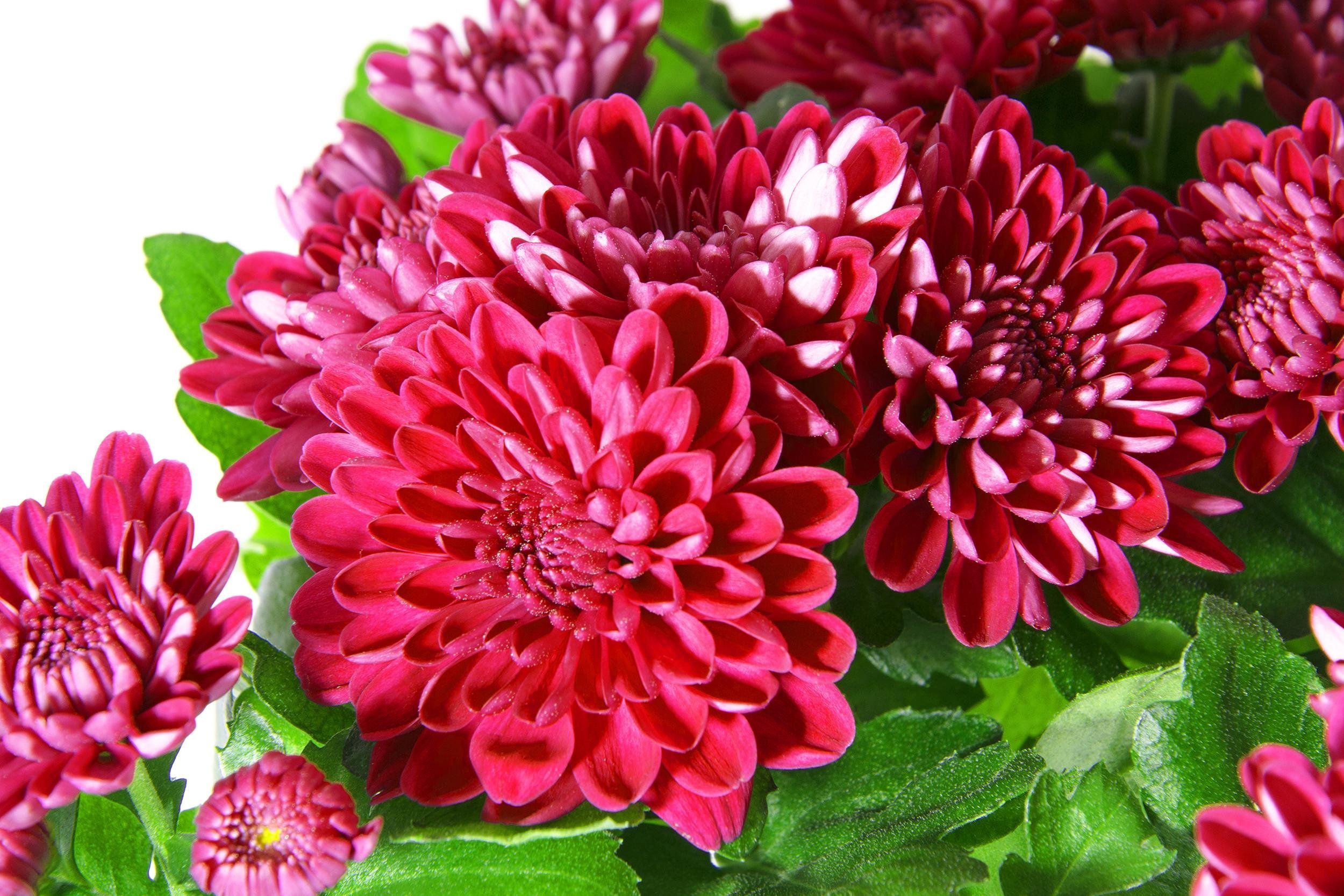 CHRYSANTHEMUMS