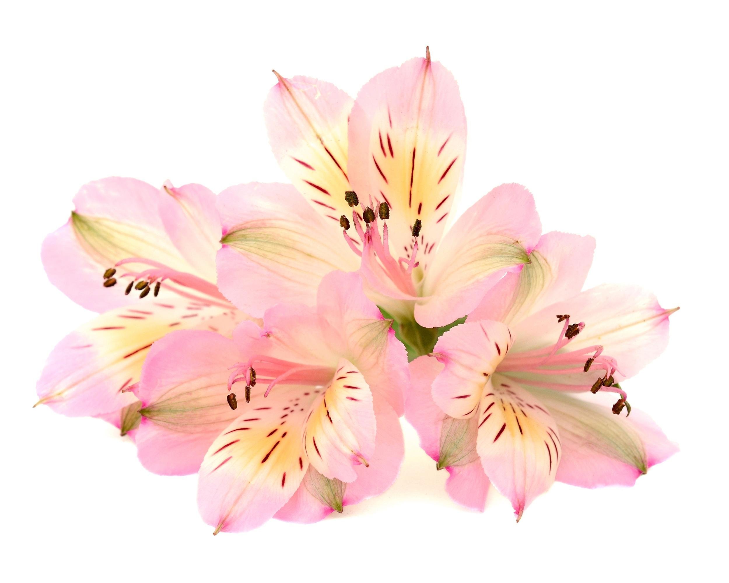 ALSTROEMERIAS
