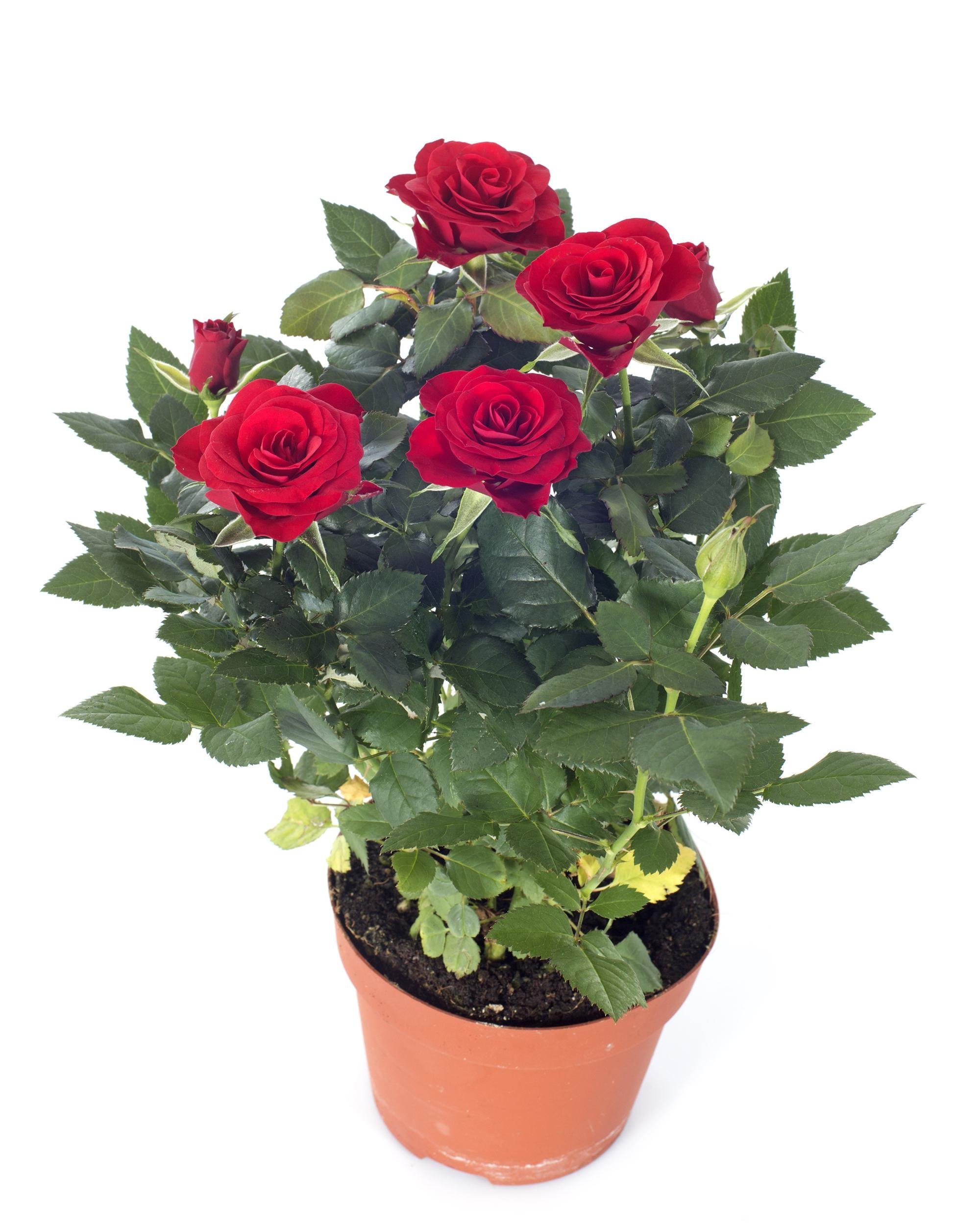 PLANT FLOWERS INSTEAD OF BUYING