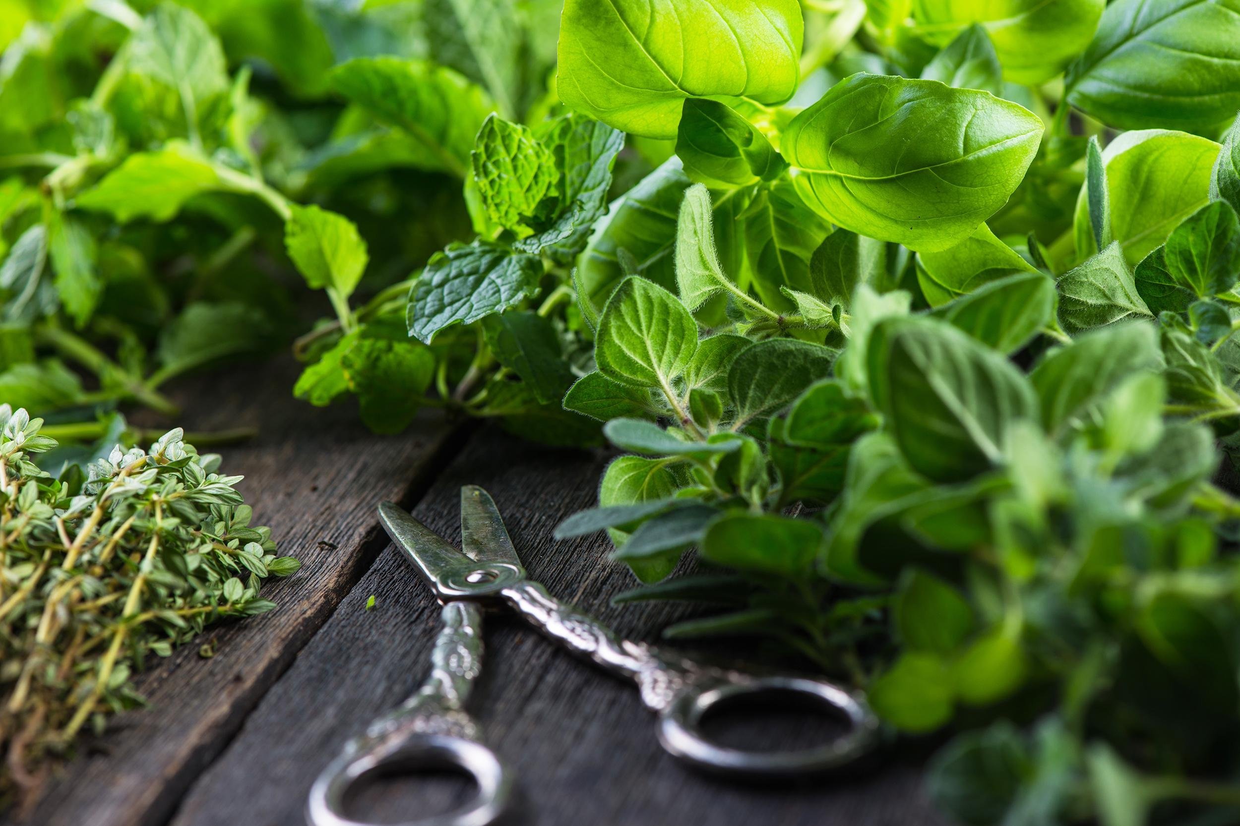 FRESH HERBS