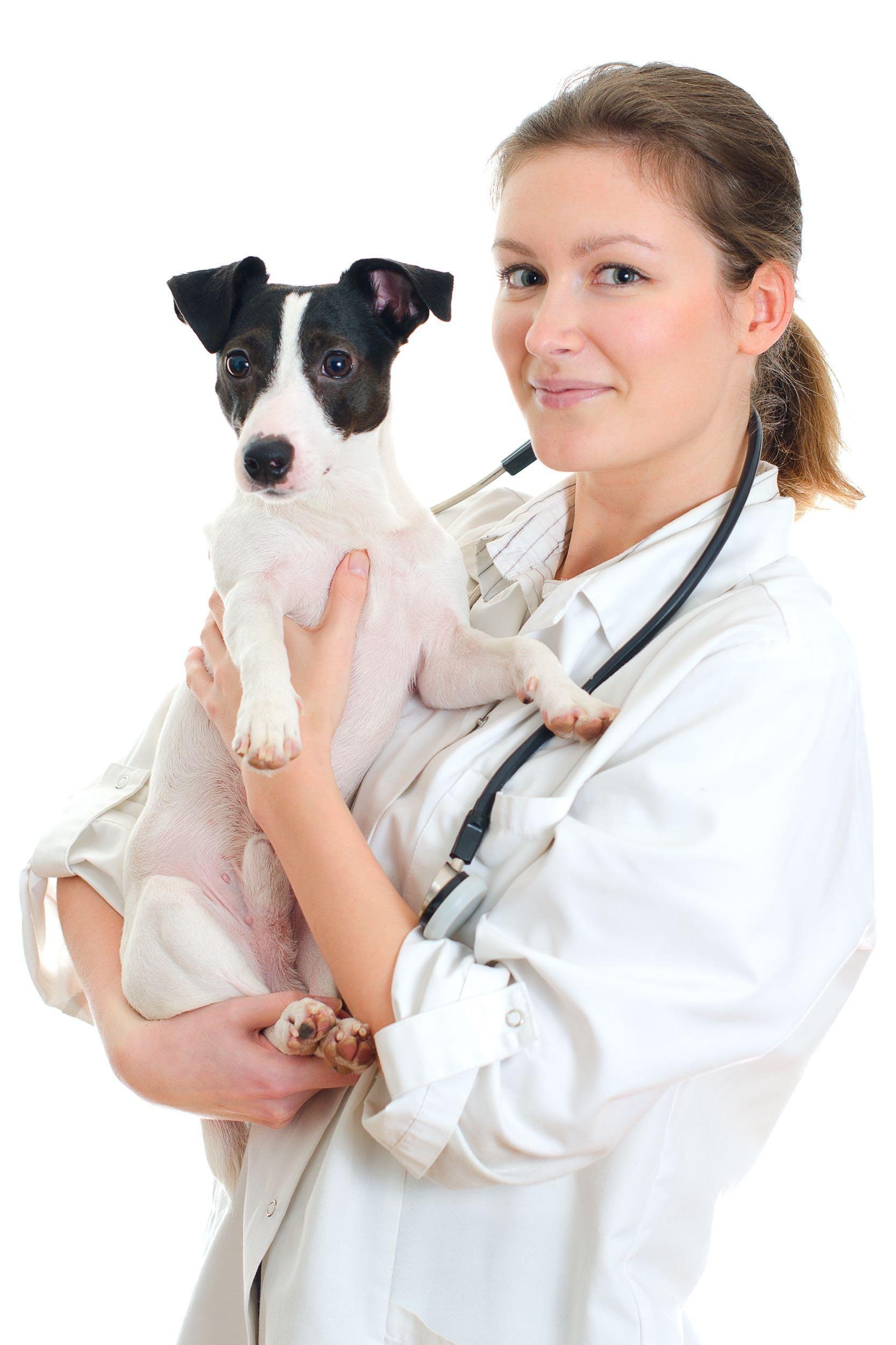 TALK TO THE VET