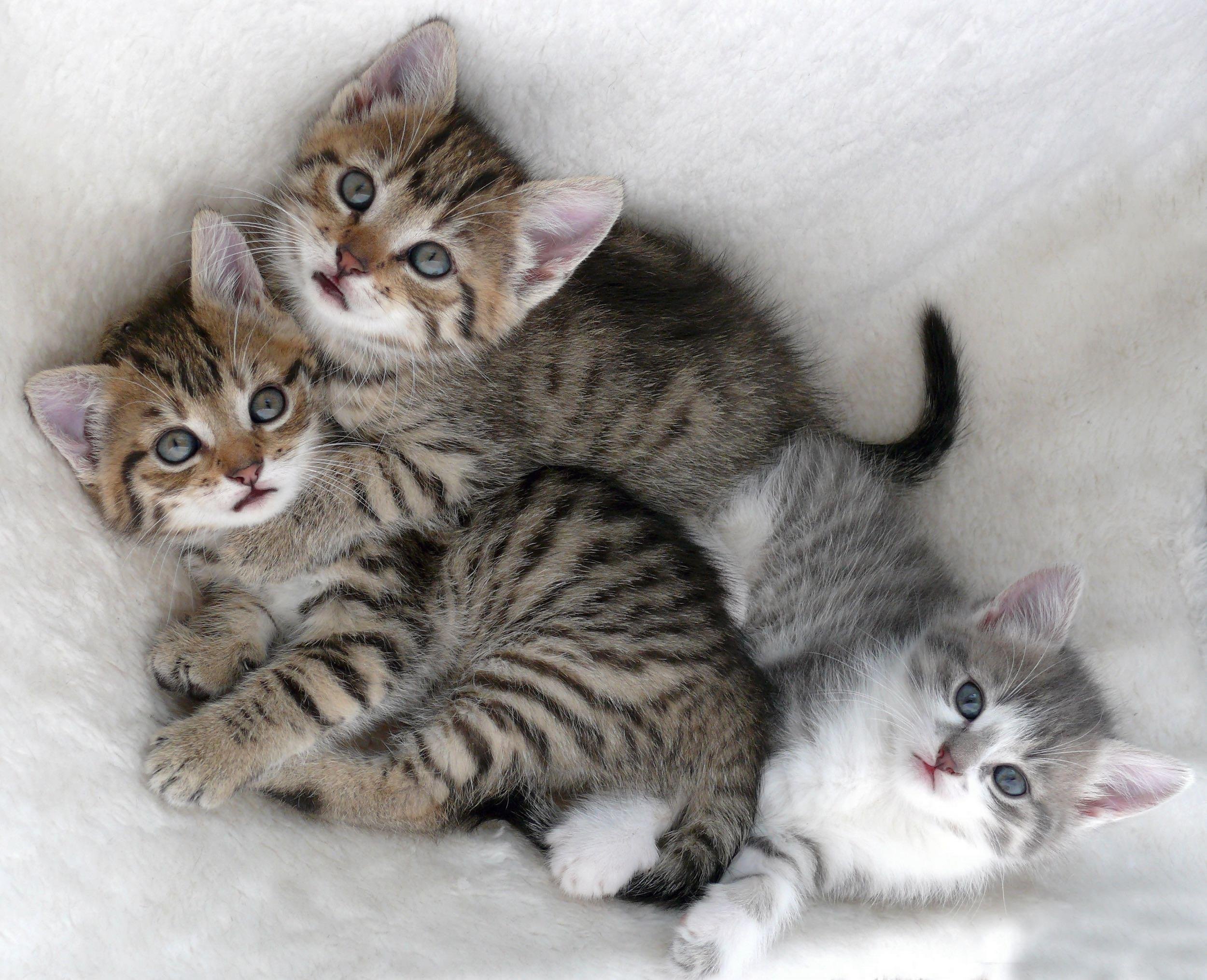 REDUCE RISK OF AN ACCIDENTAL LITTER