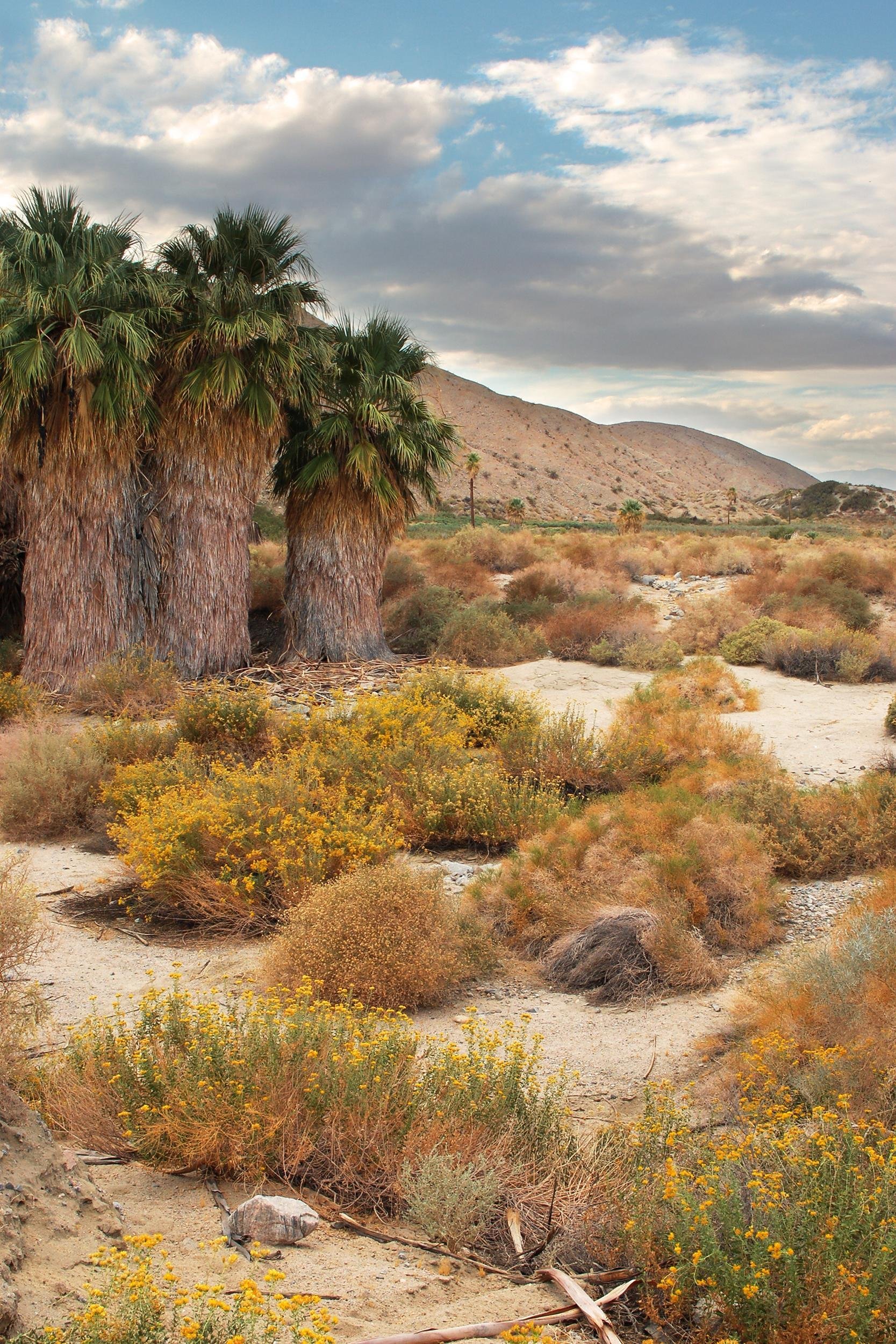 EXPLORE THE COACHELLA VALLEY PRESERVE