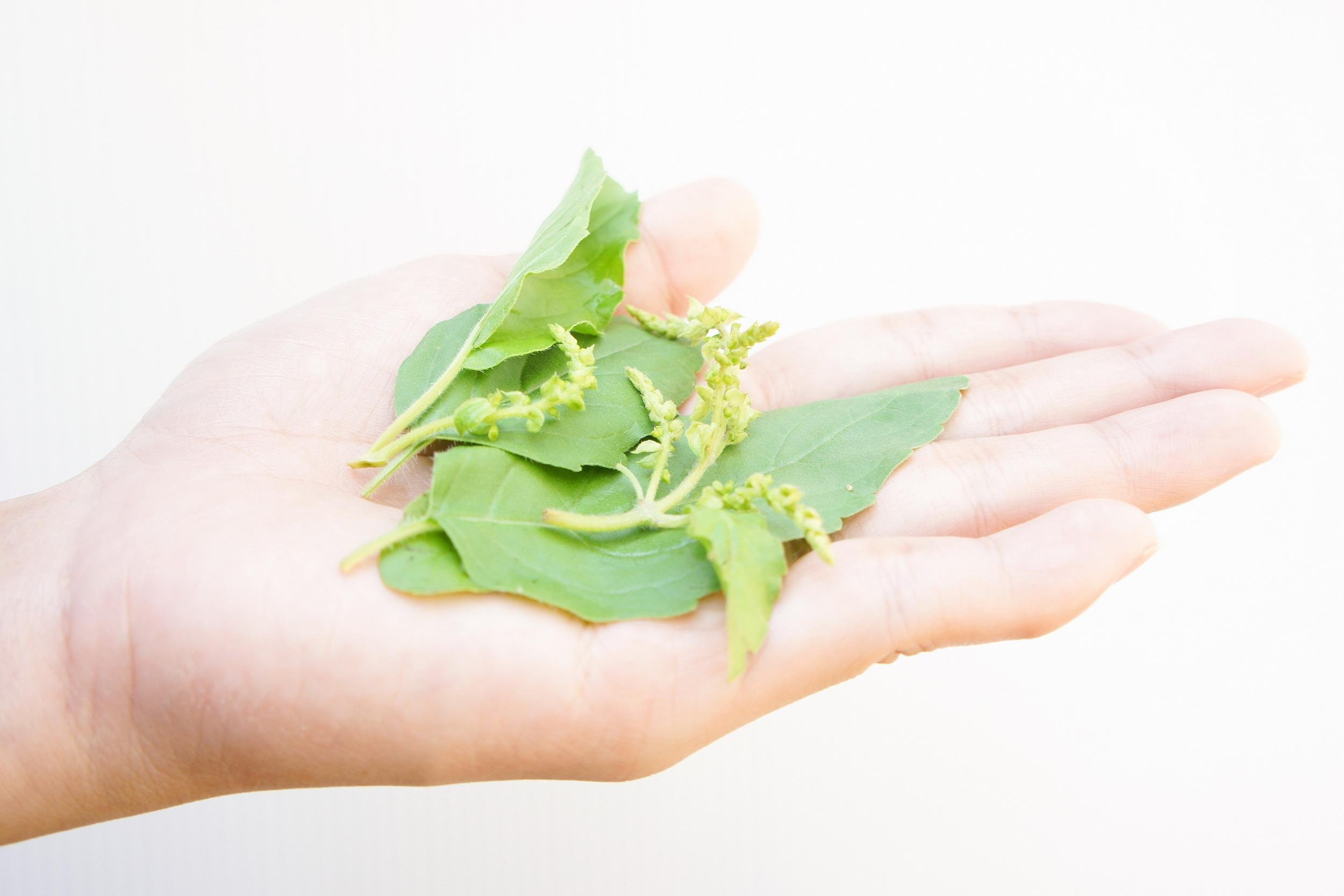 LEAVES