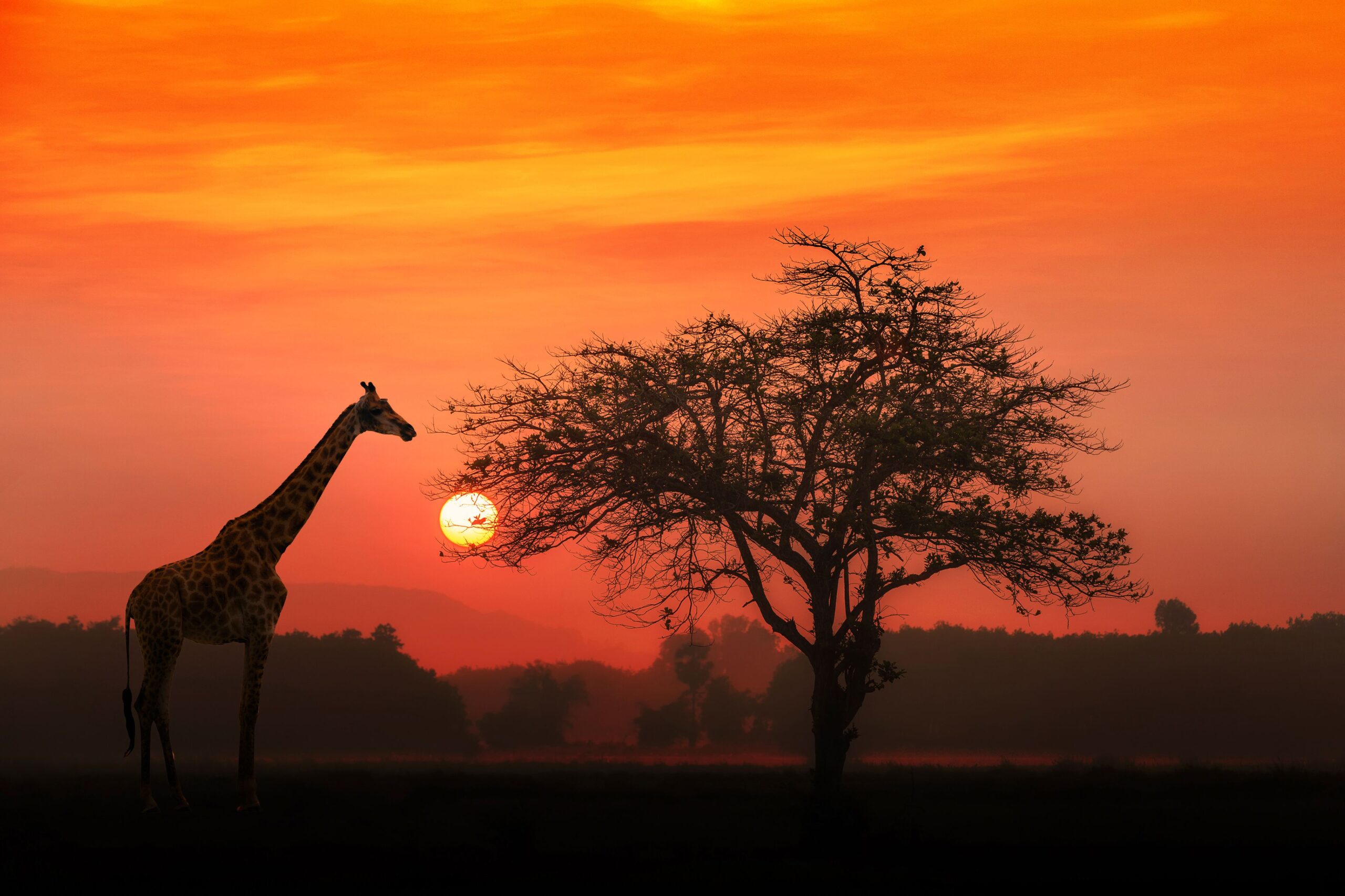 African Giraffe at sunrise with alone tree