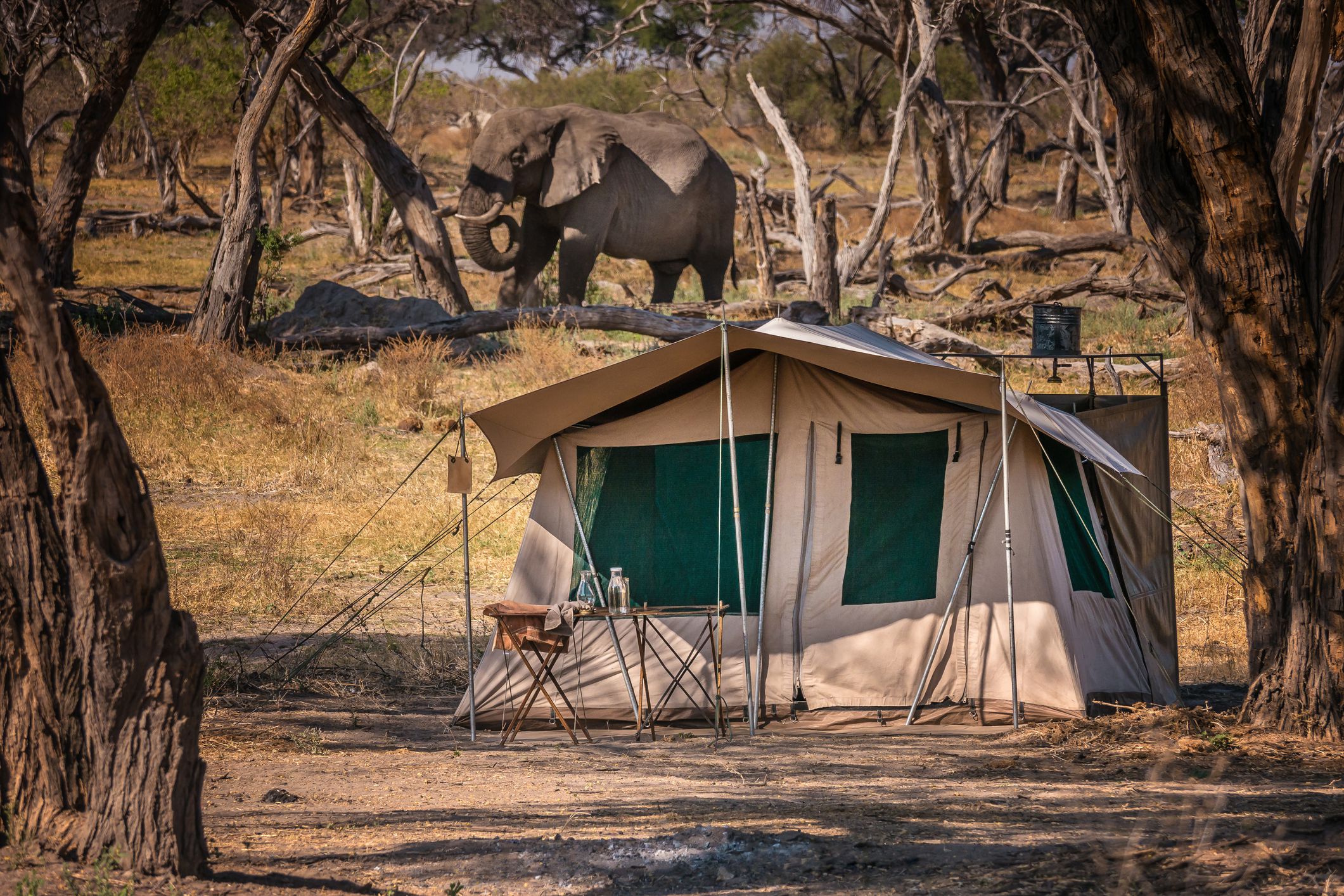 African safari tented camp with no fences. Elephant walking in the camp.